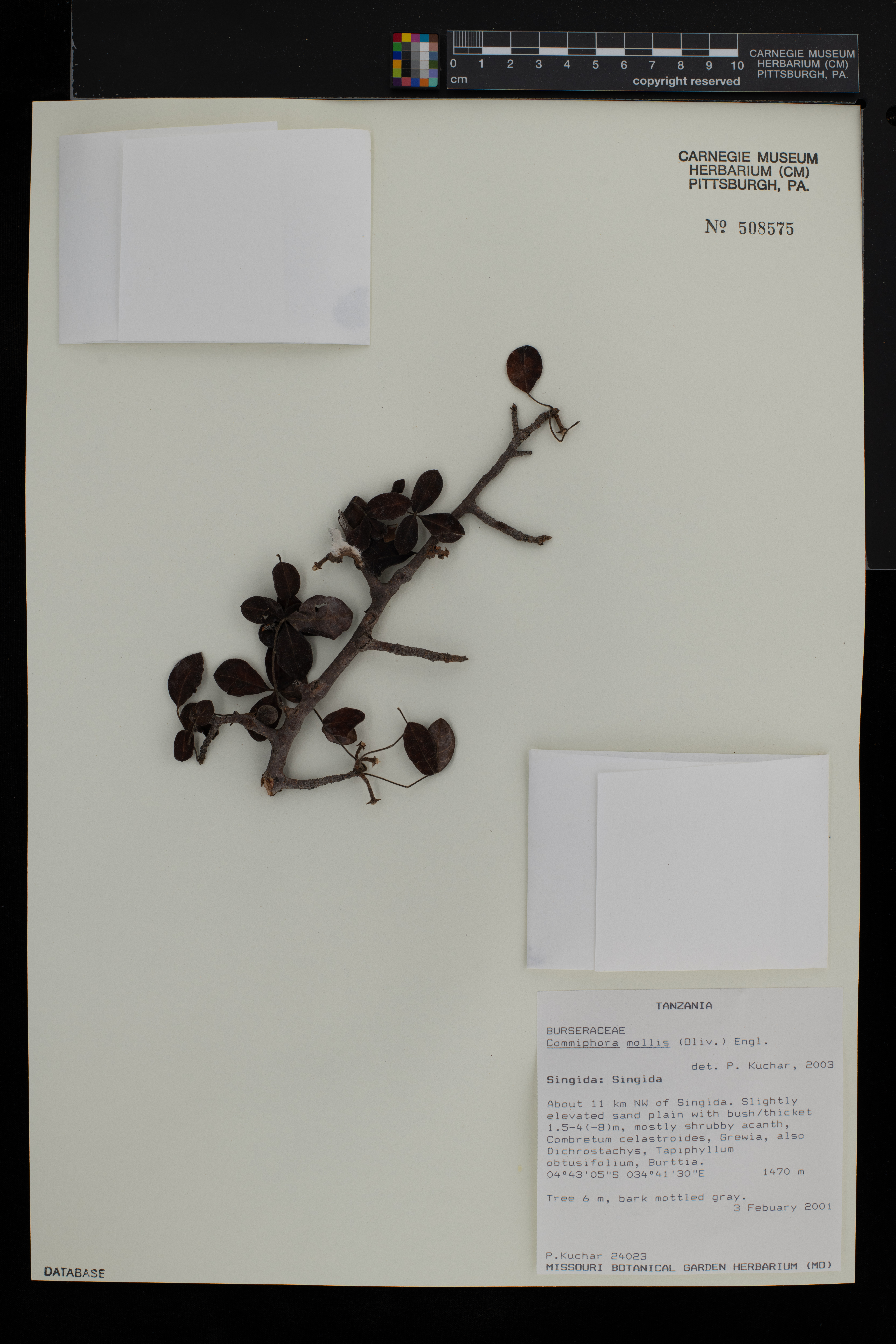 Commiphora mollis image