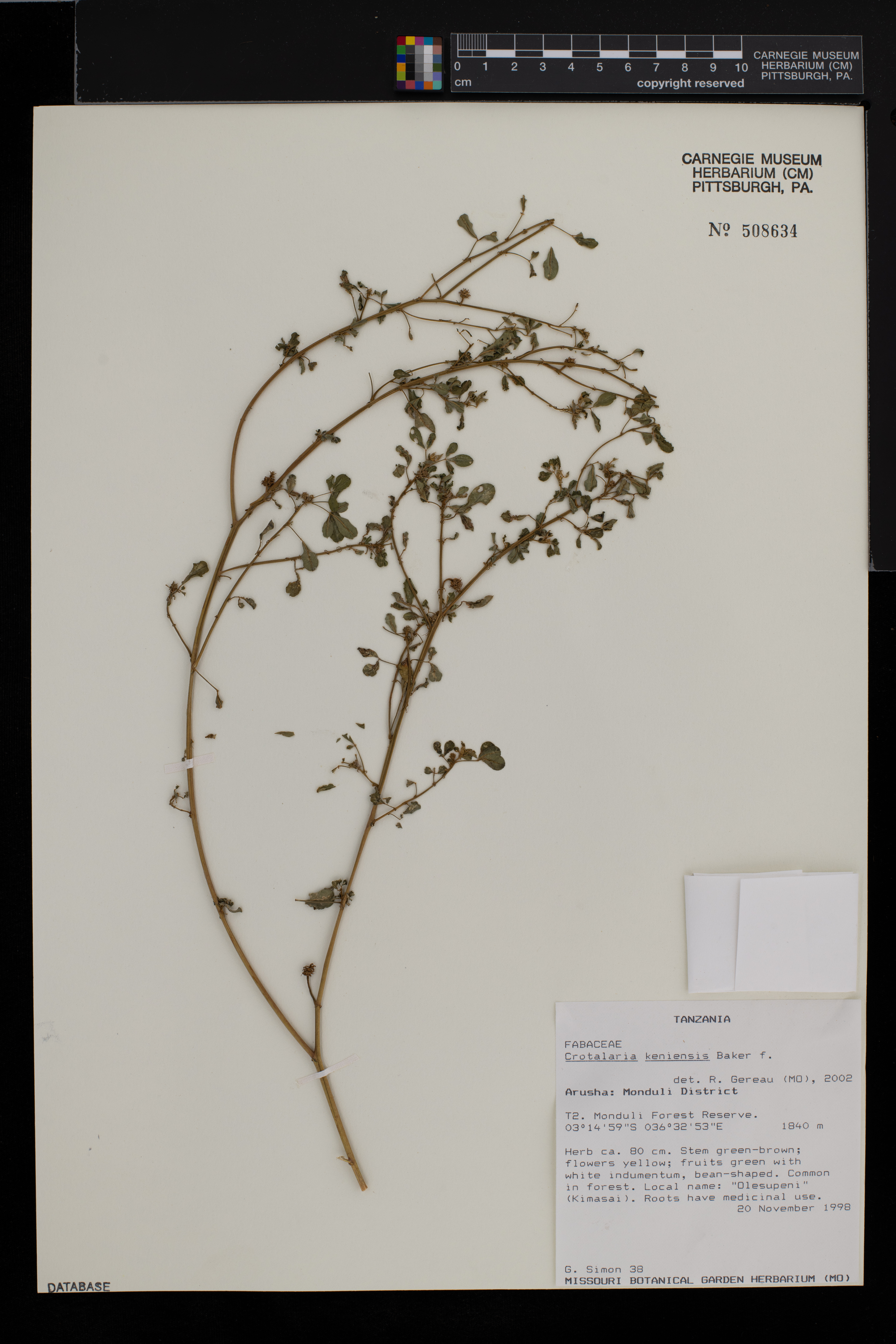 Crotalaria keniensis image