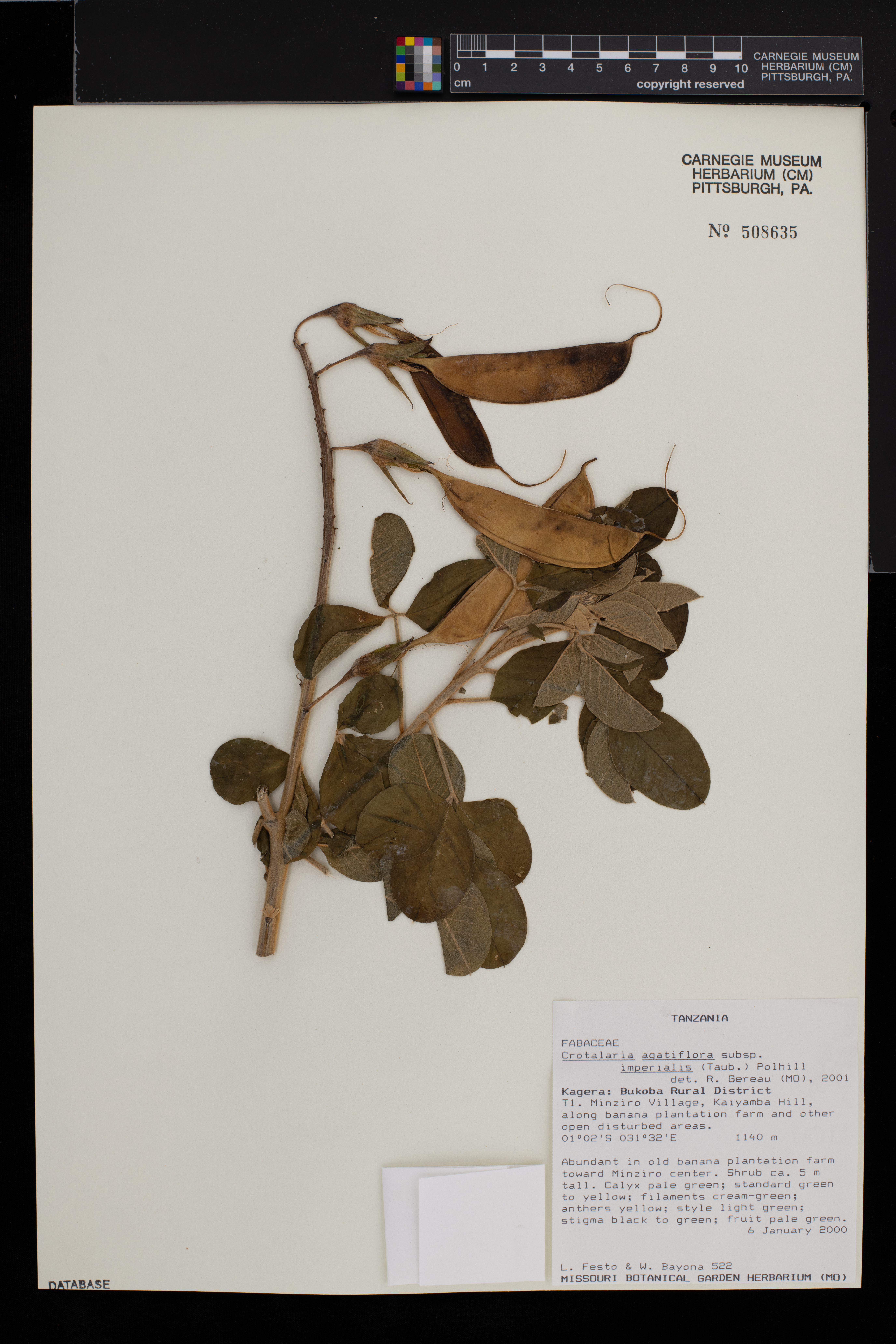 Crotalaria agatiflora subsp. imperialis image