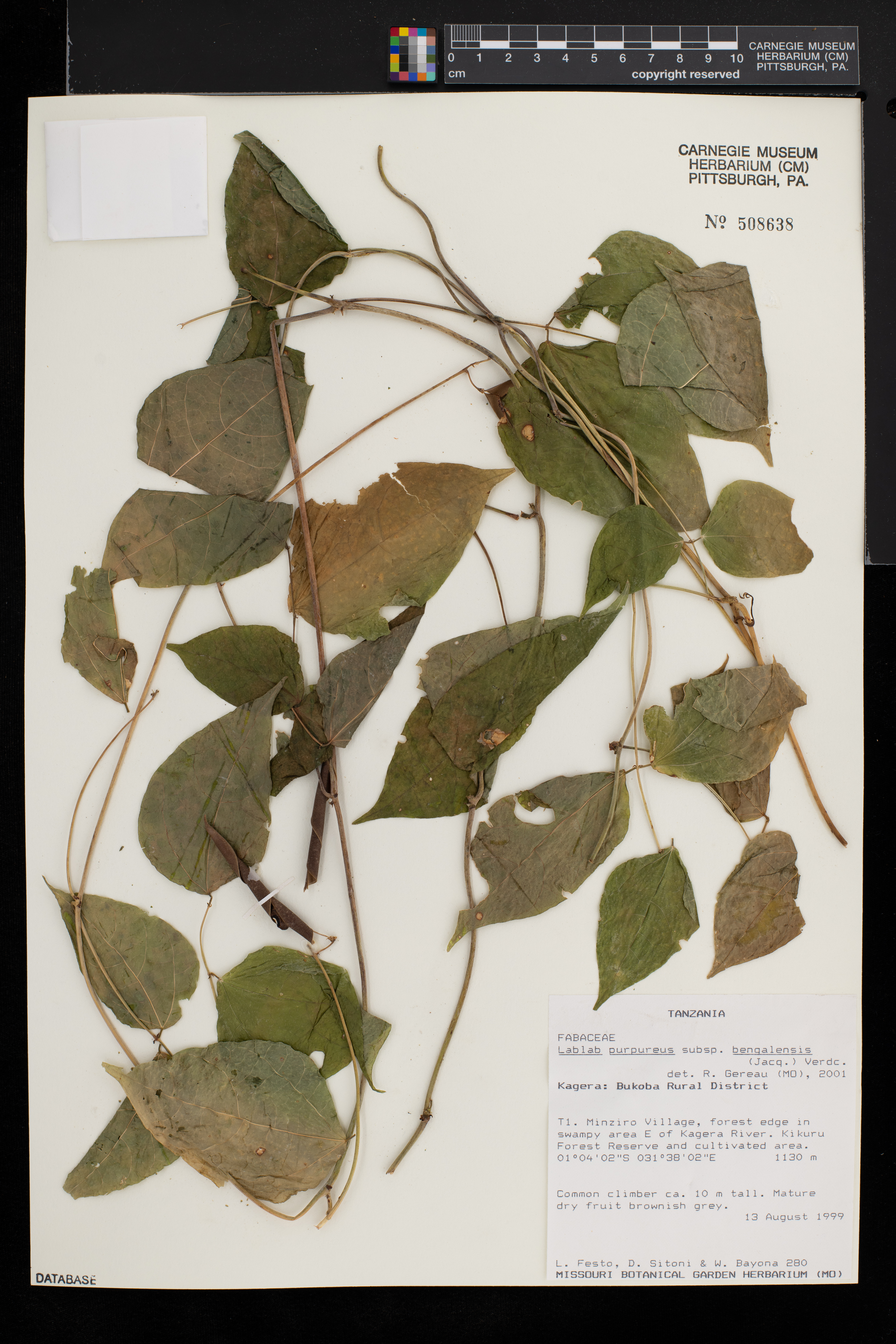 Lablab purpureus subsp. bengalensis image