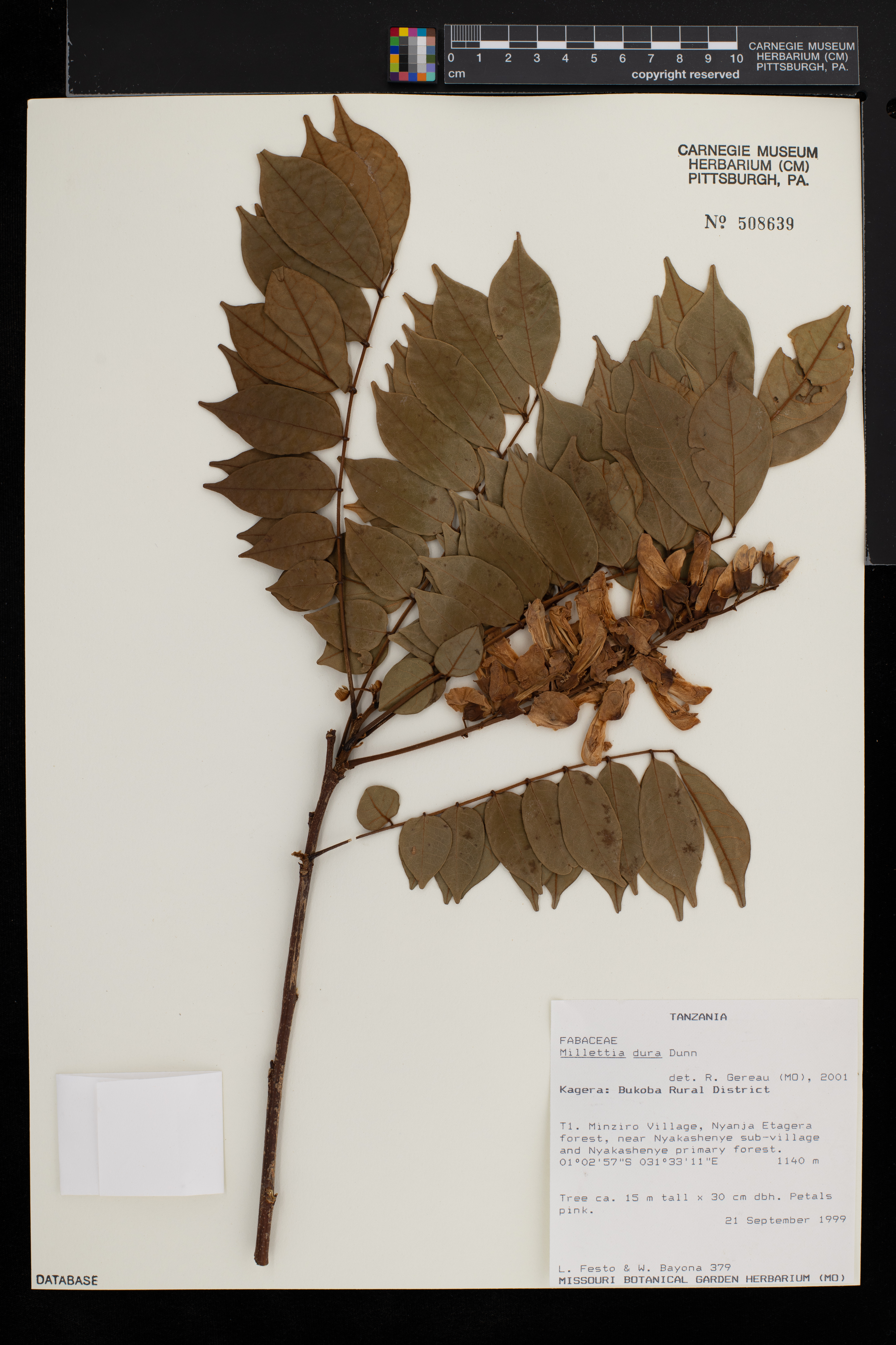 Millettia dura image