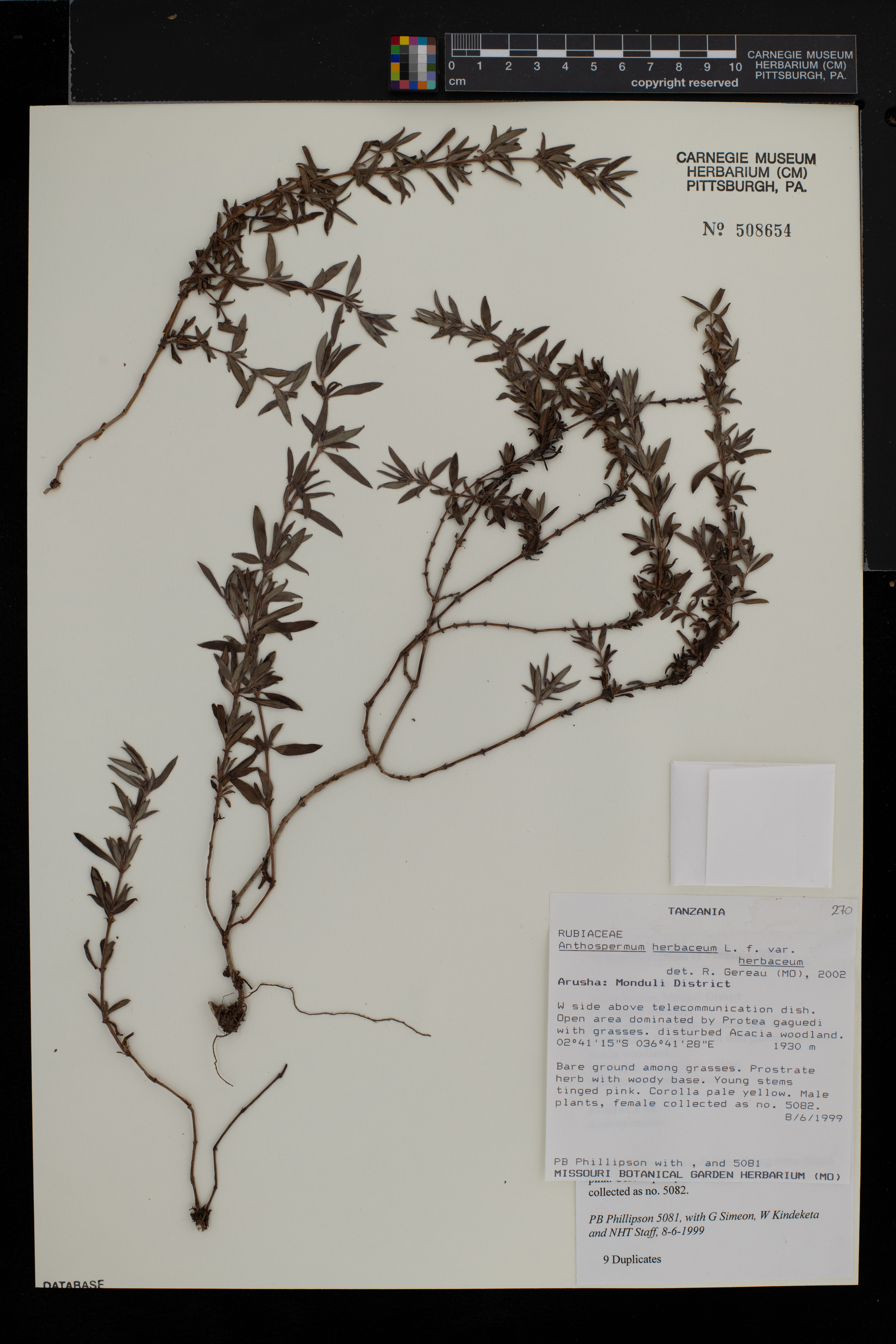 Anthospermum herbaceum var. herbaceum image