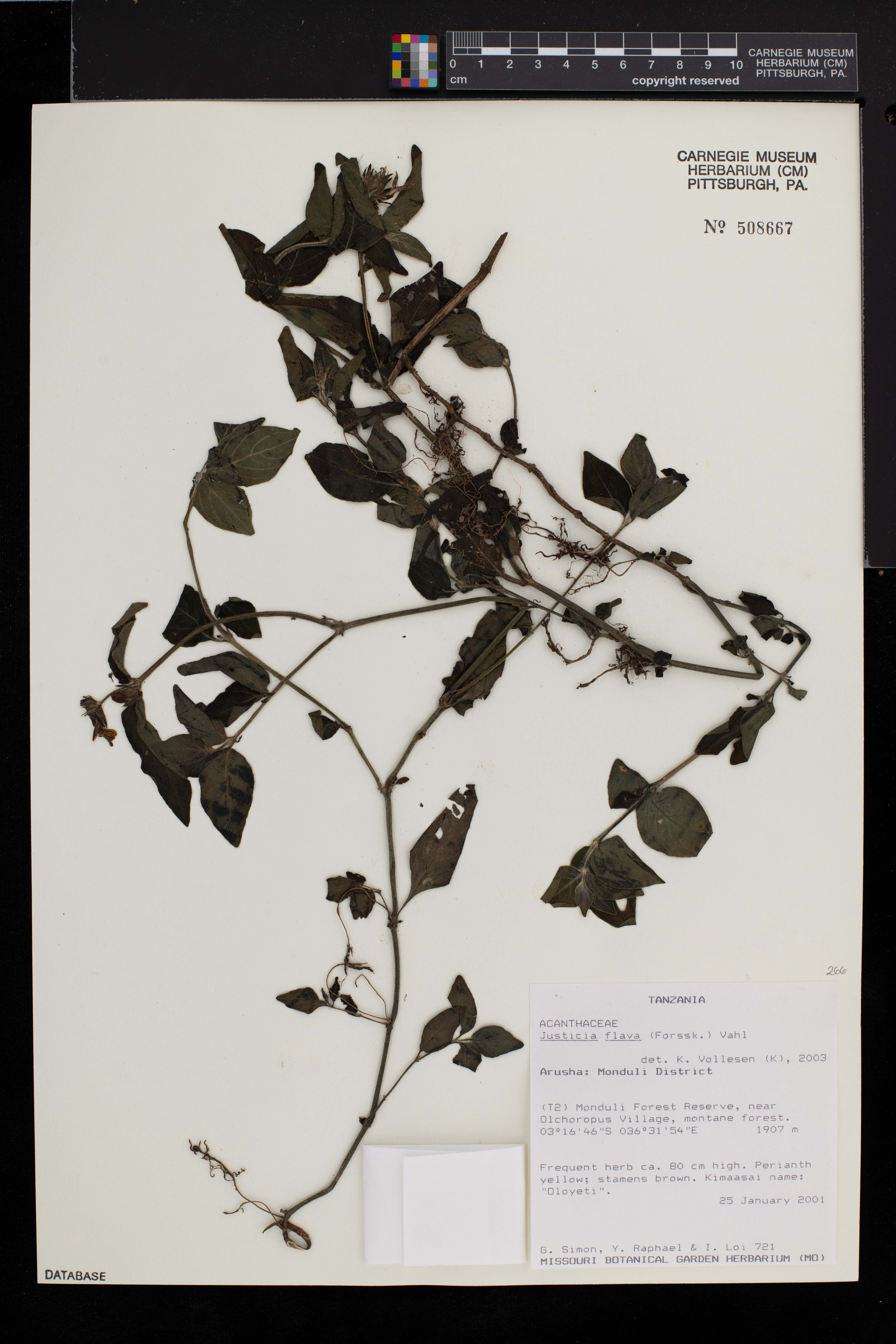 Justicia flava image