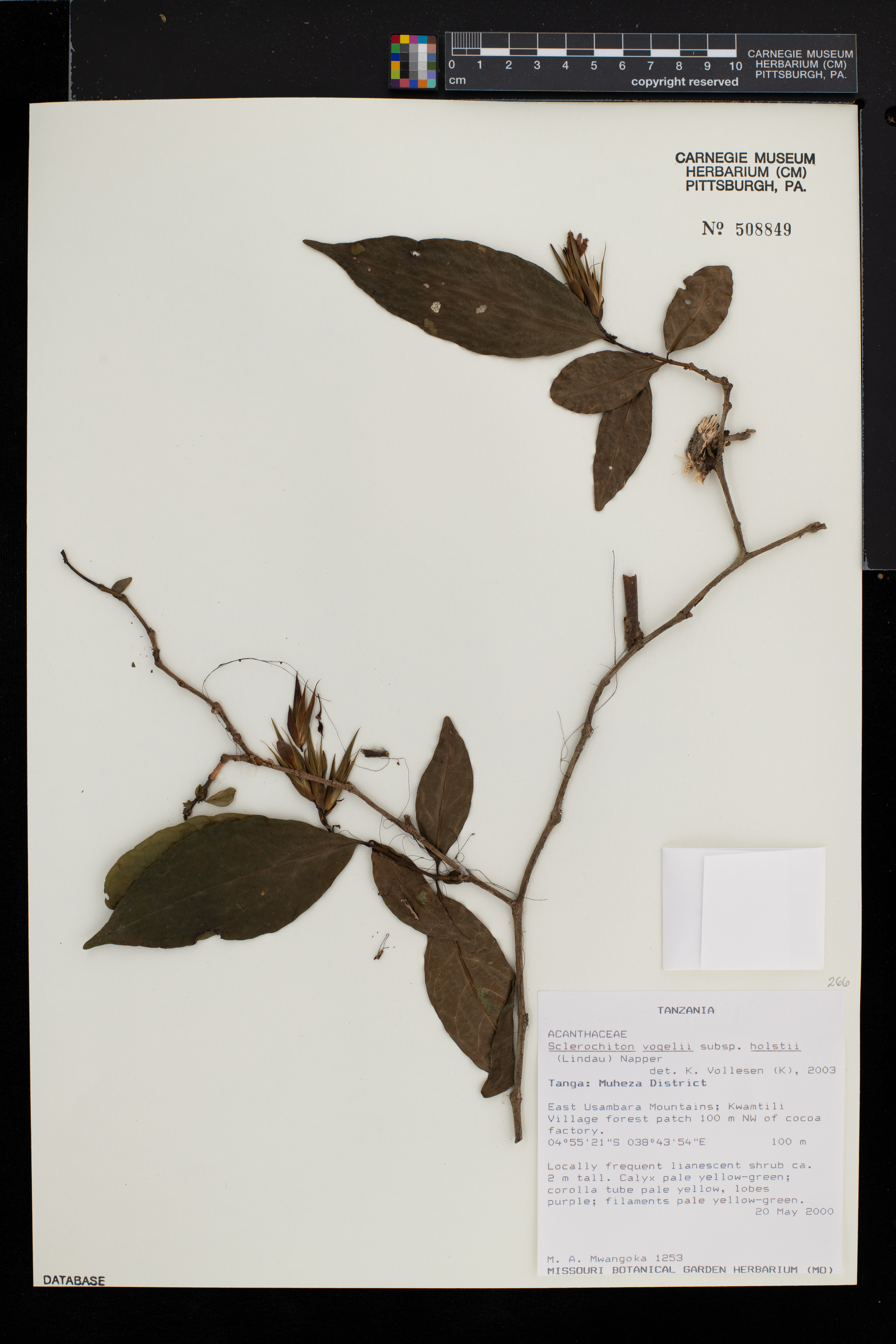Sclerochiton vogelii subsp. holstii image