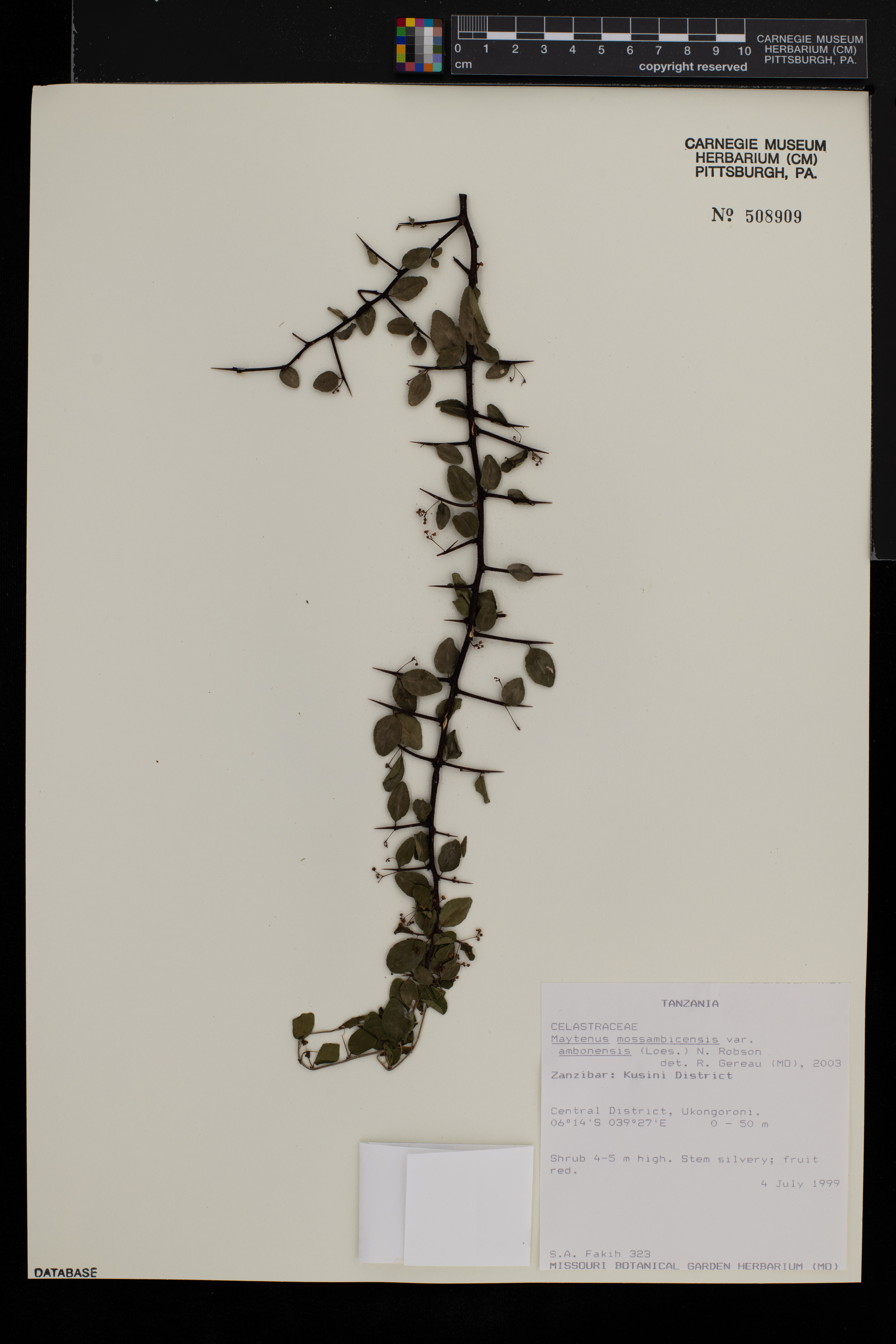 Gymnosporia gracilis image