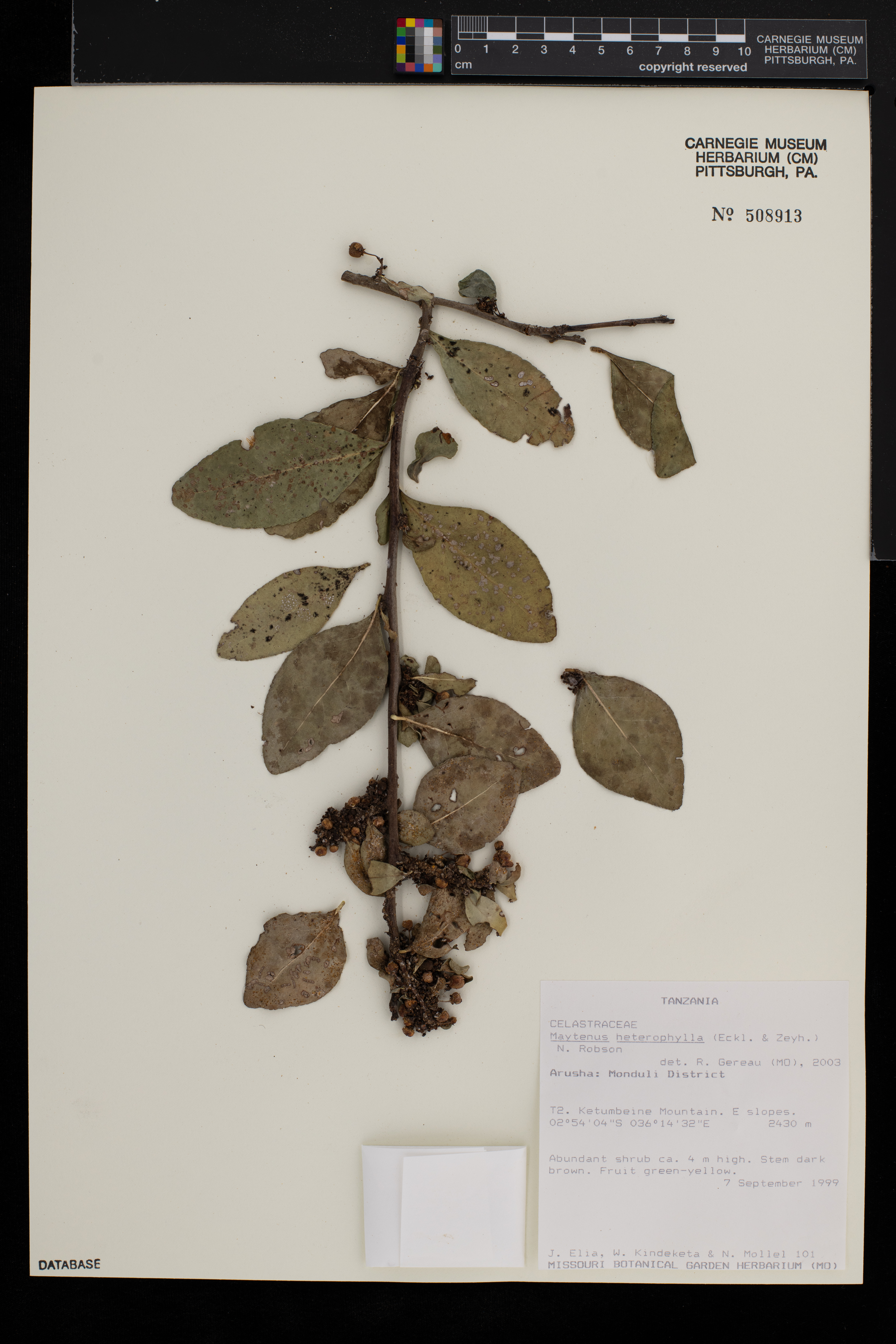 Maytenus heterophylla image