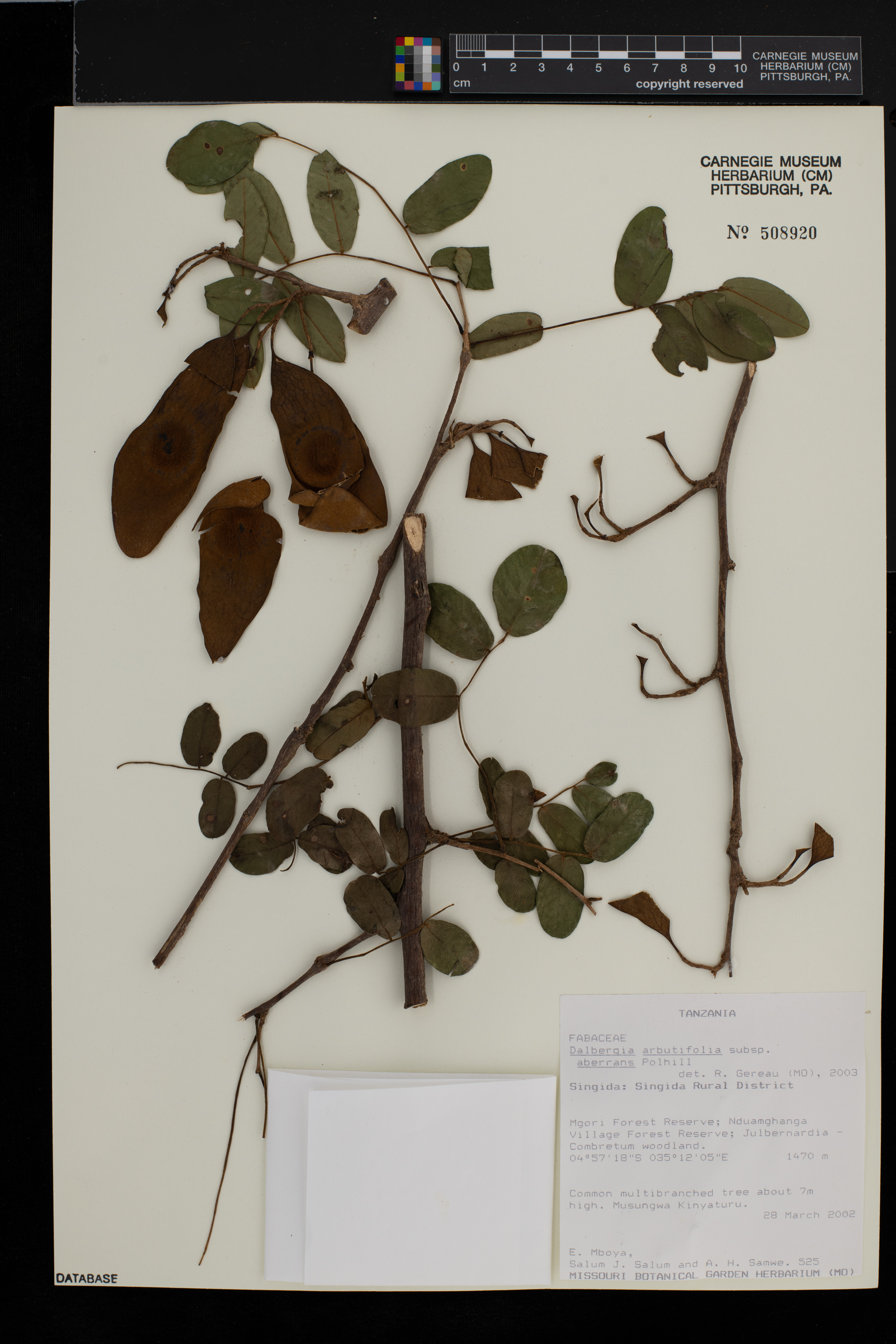 Dalbergia arbutifolia subsp. aberrans image