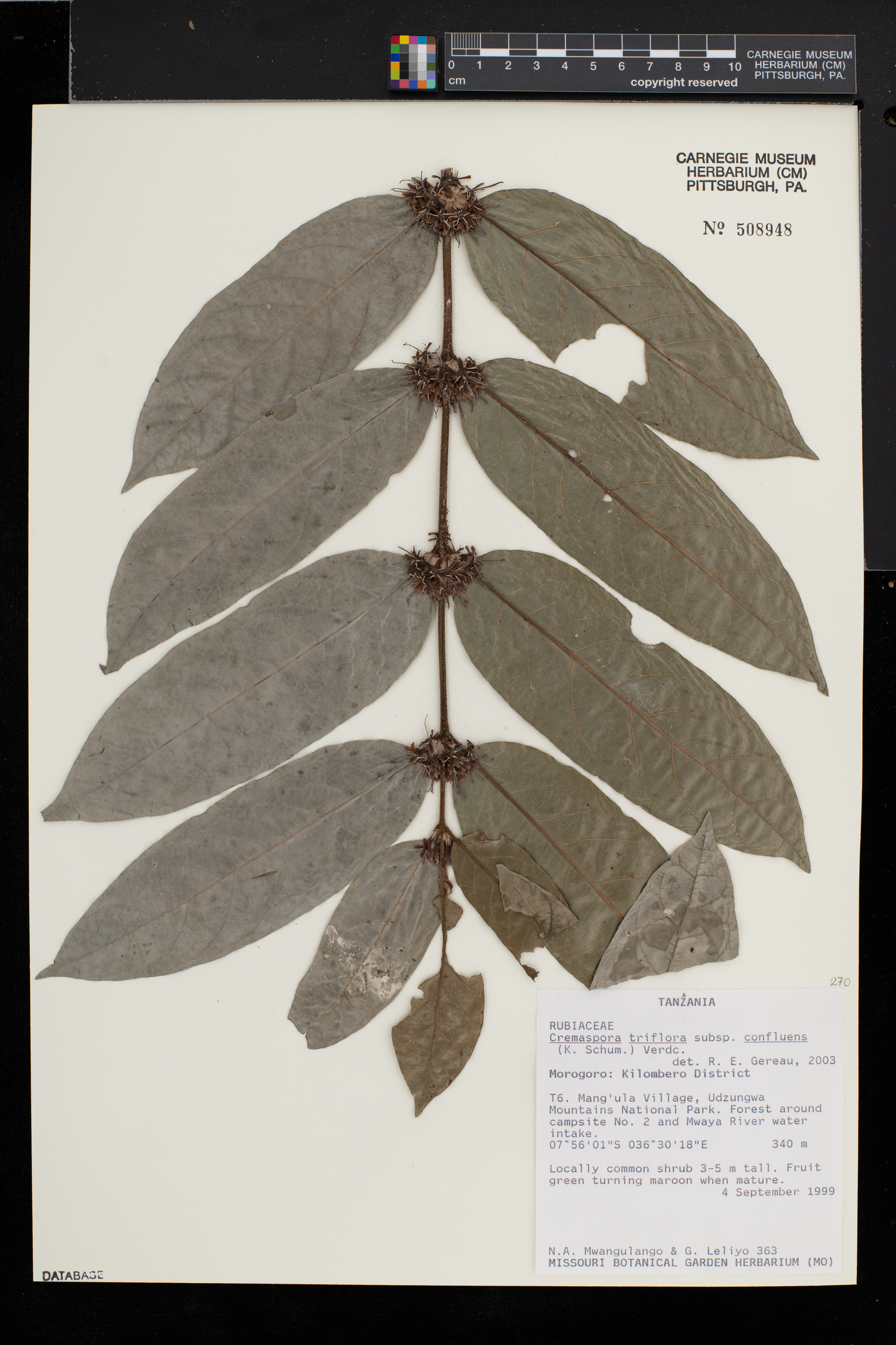 Cremaspora triflora subsp. confluens image