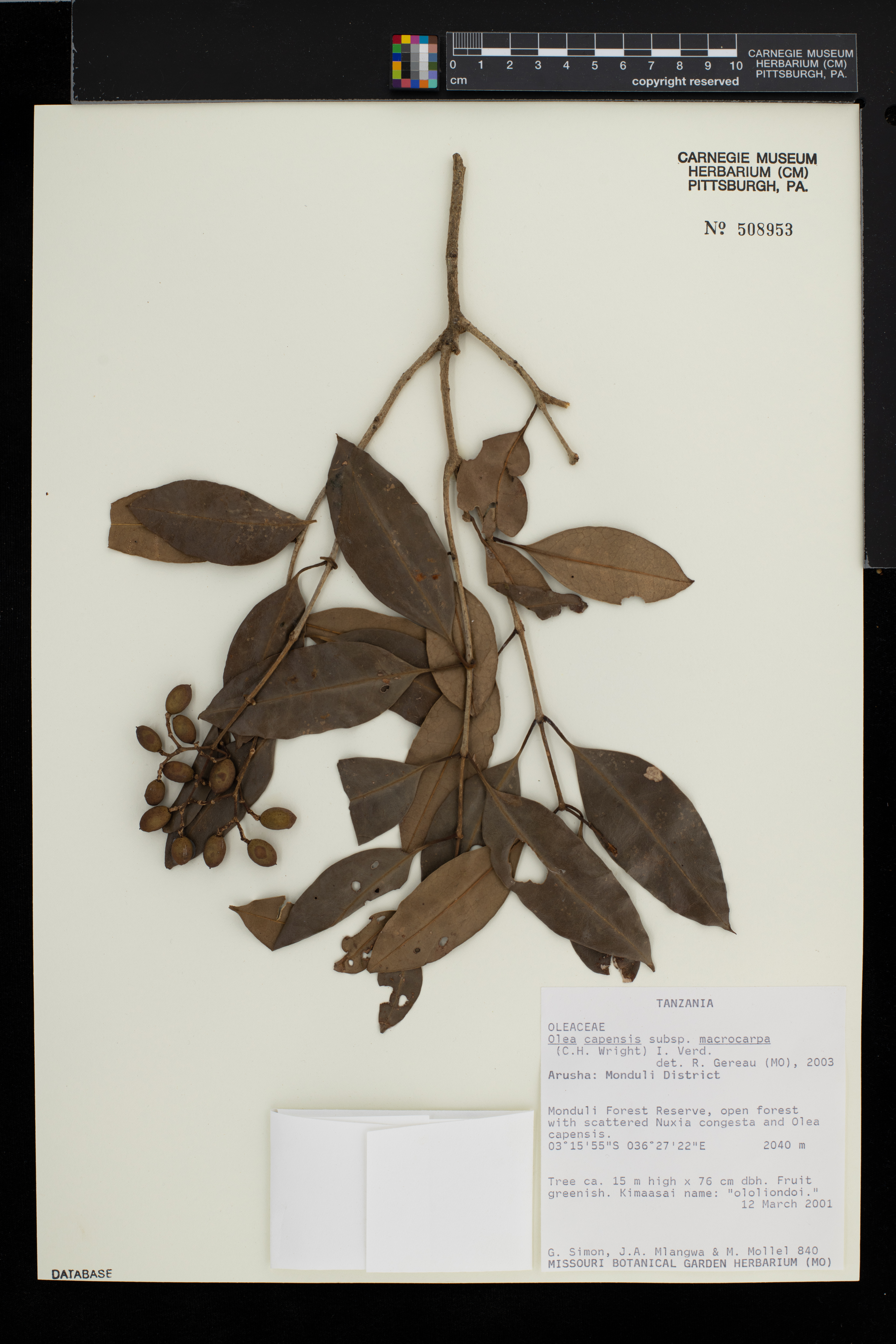 Olea capensis subsp. macrocarpa image