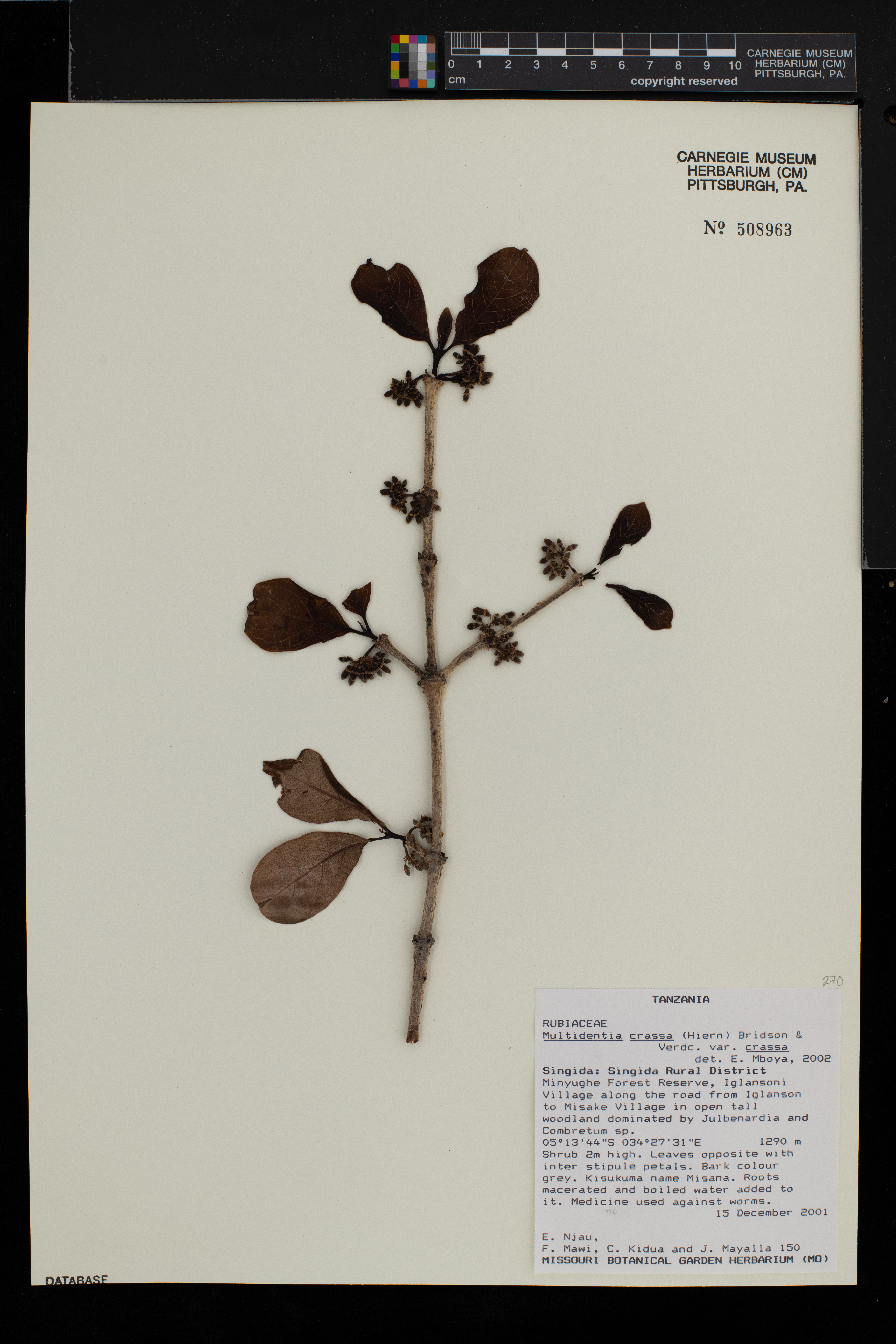 Multidentia crassa var. crassa image