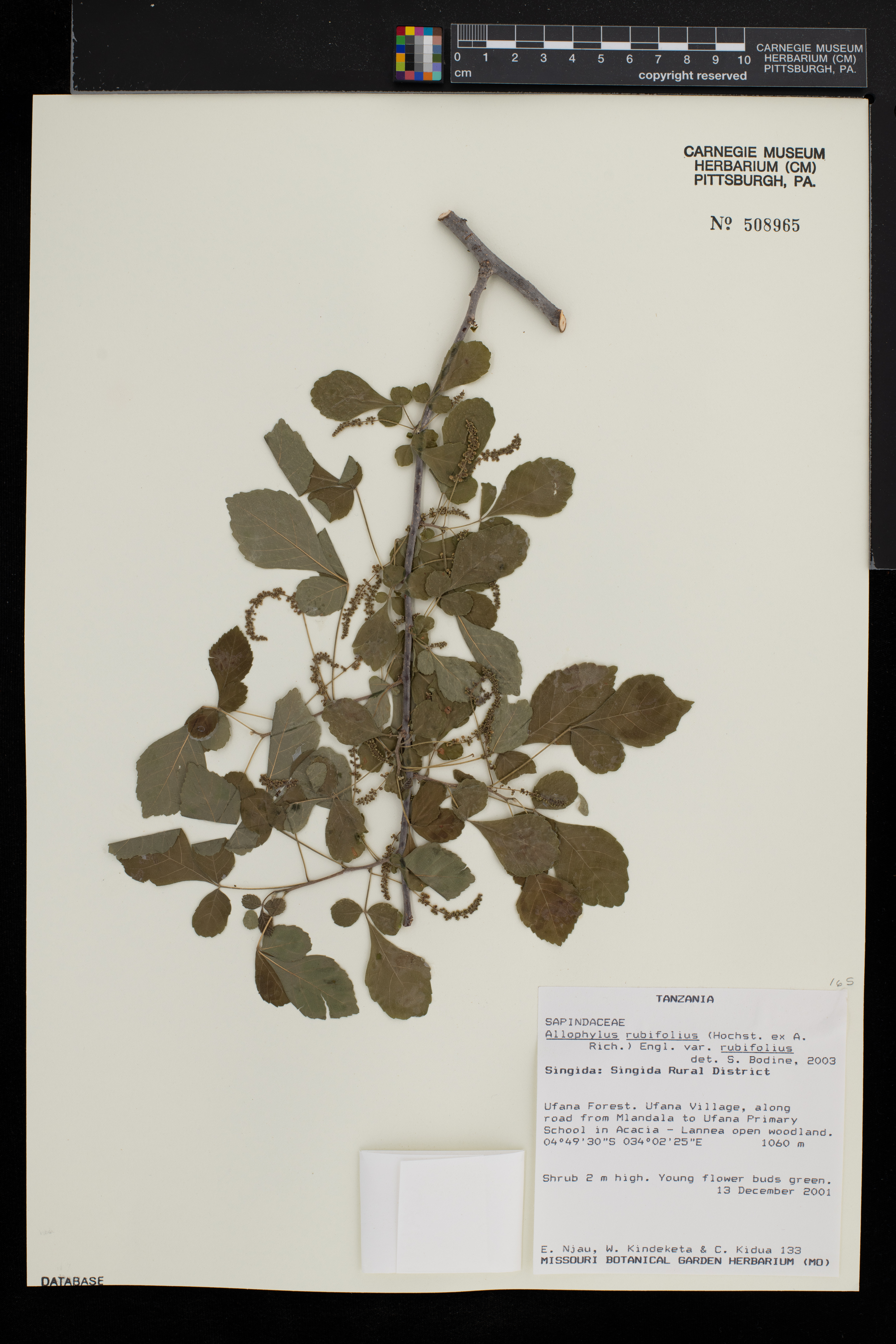 Allophylus rubifolius var. rubifolius image