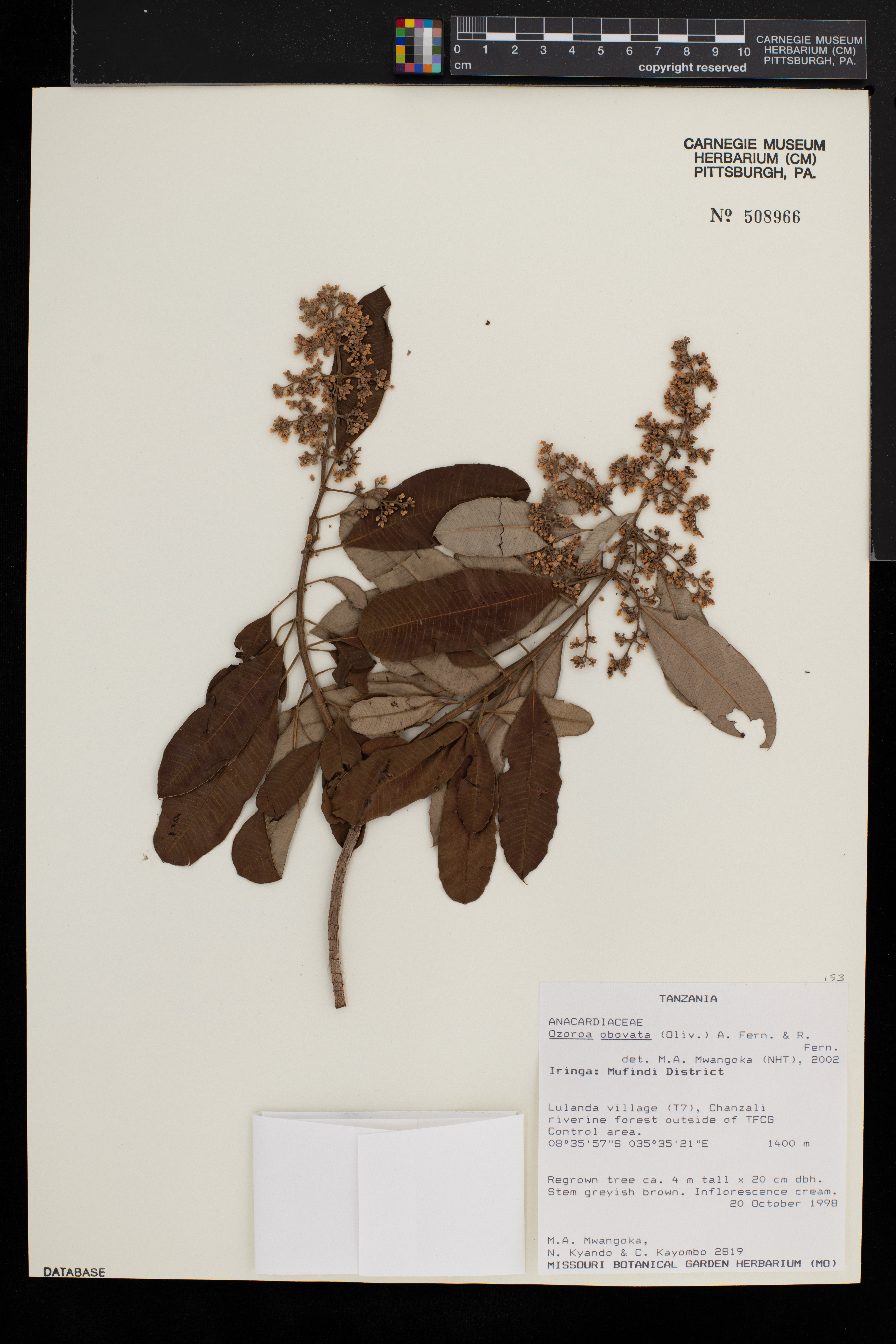 Ozoroa obovata image