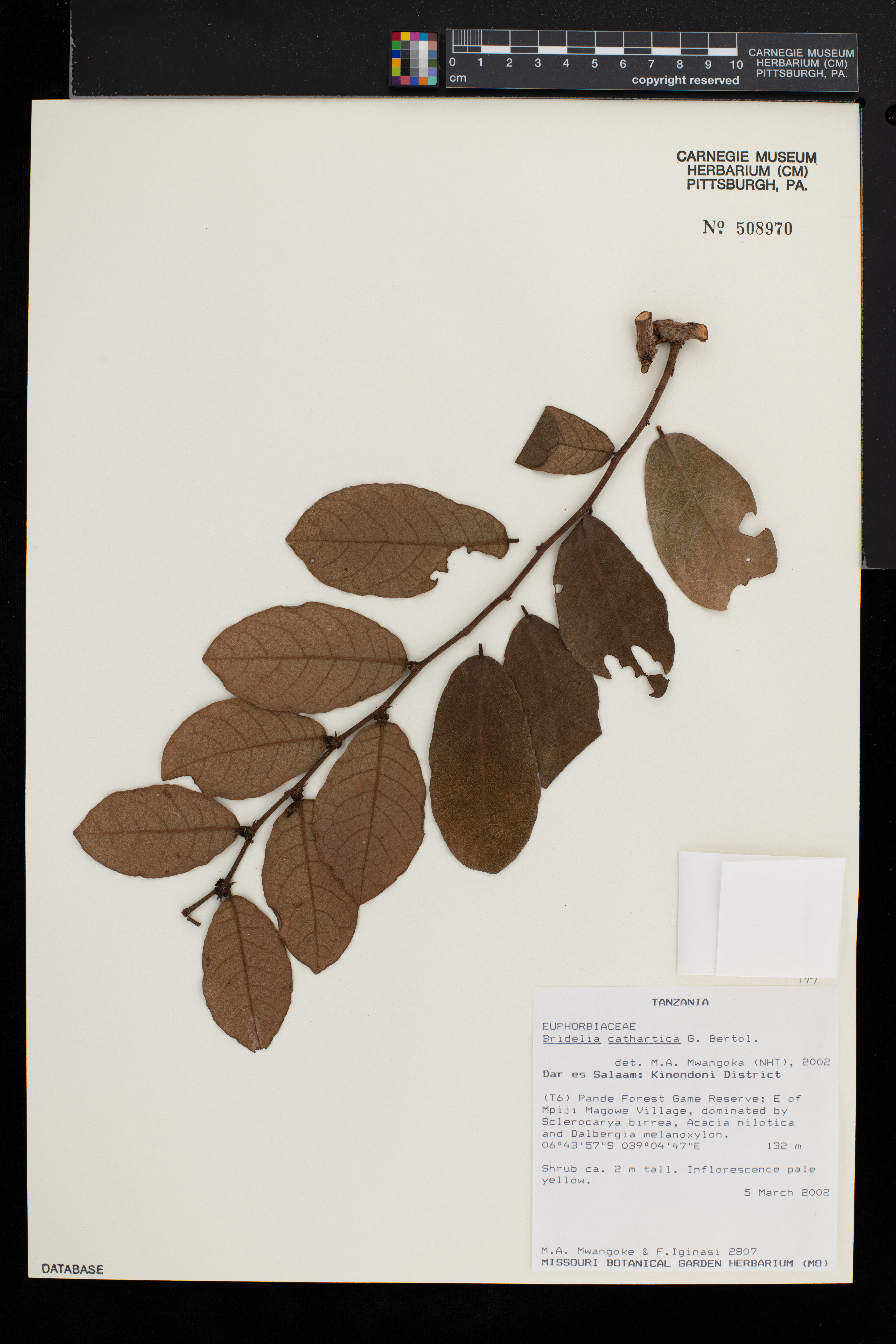 Bridelia cathartica image