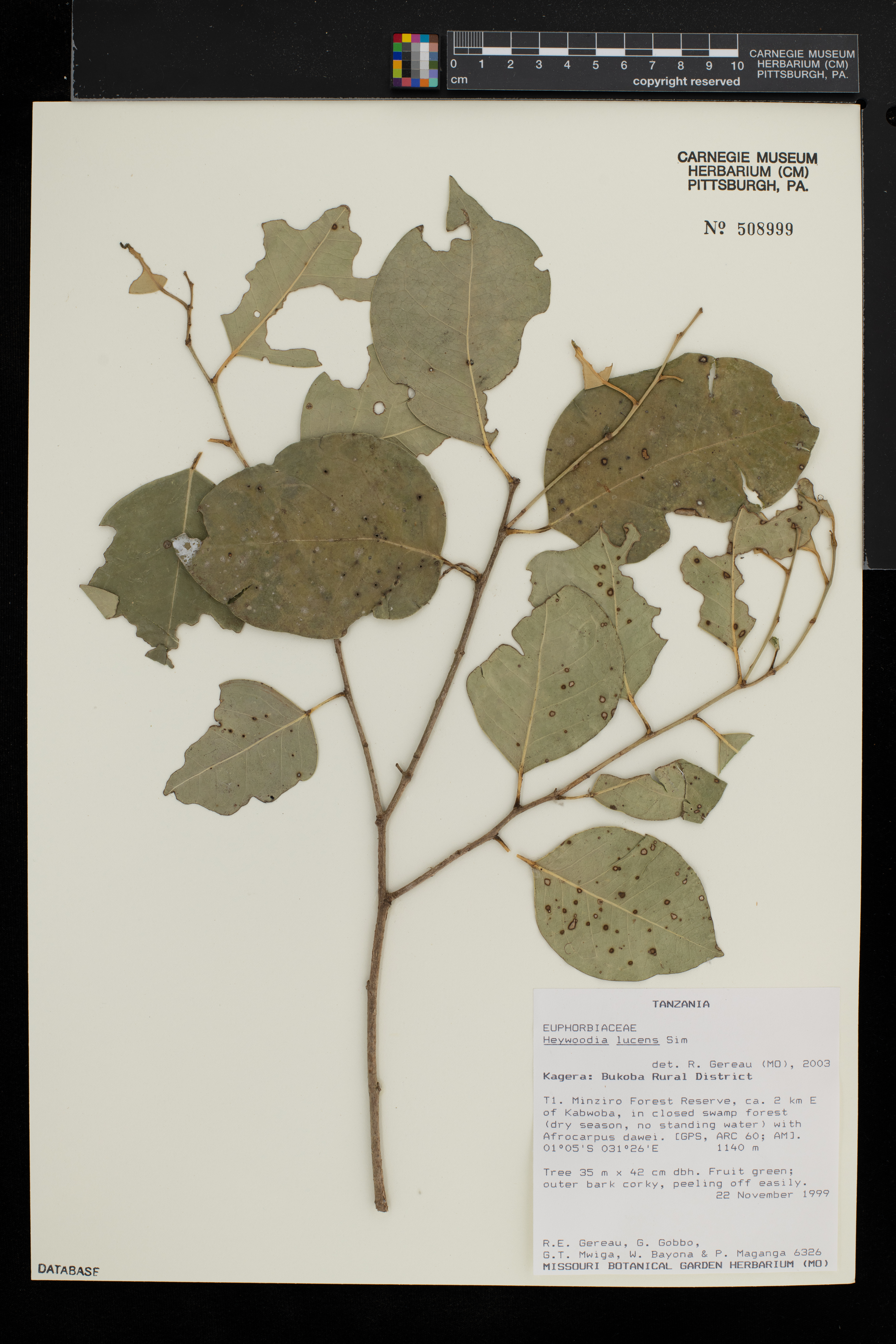 Heywoodia lucens image
