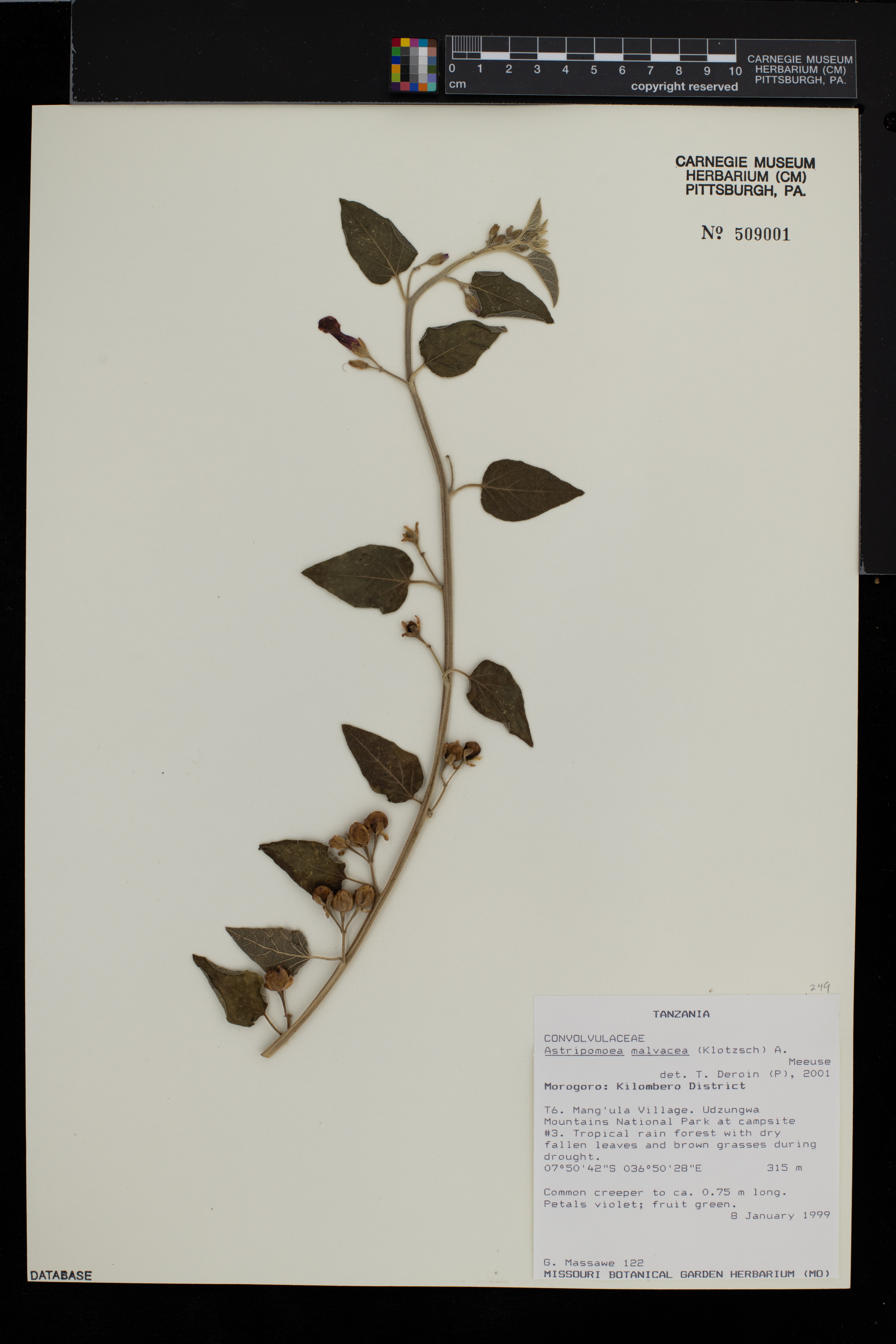 Astripomoea malvacea image