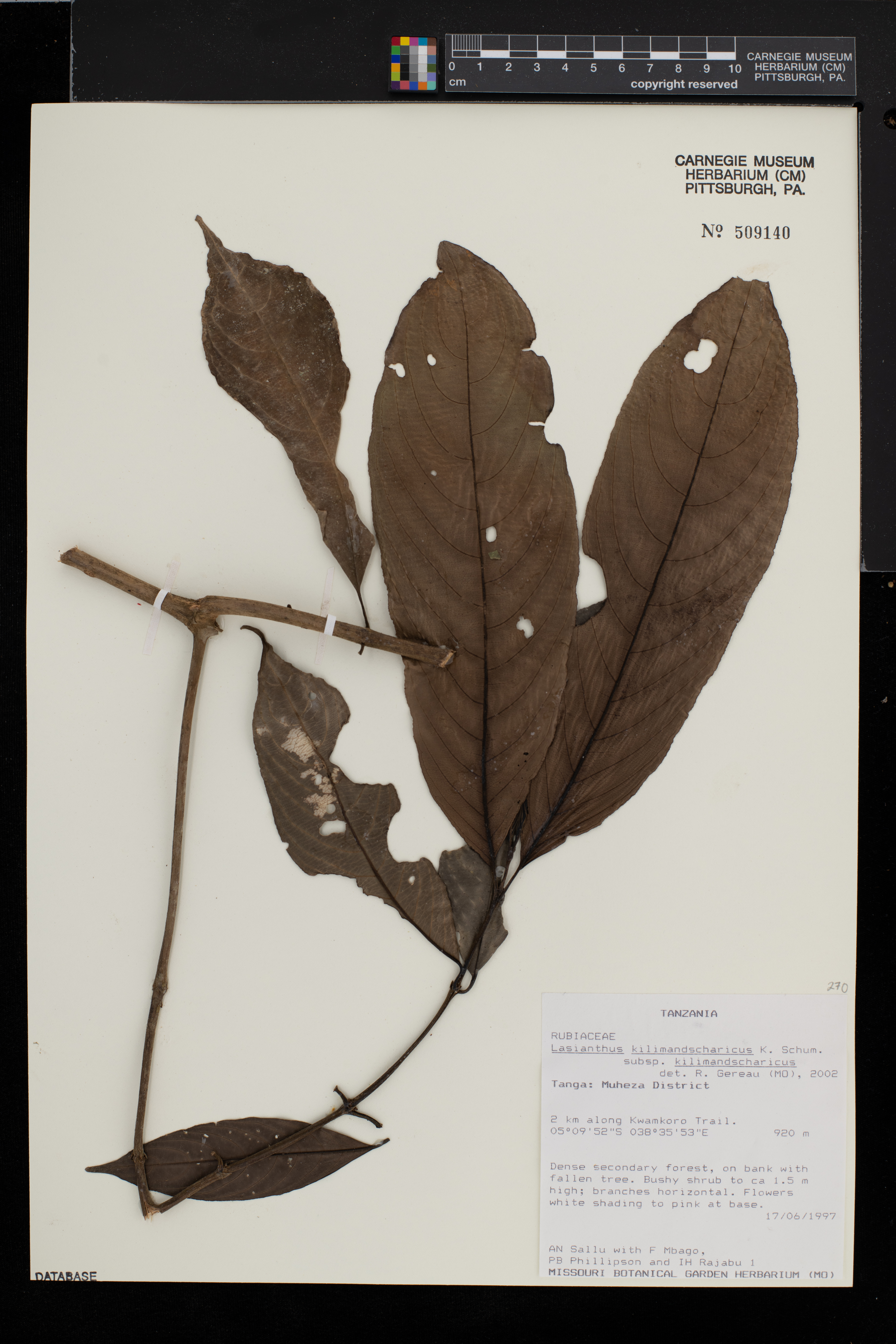 Lasianthus kilimandscharicus image