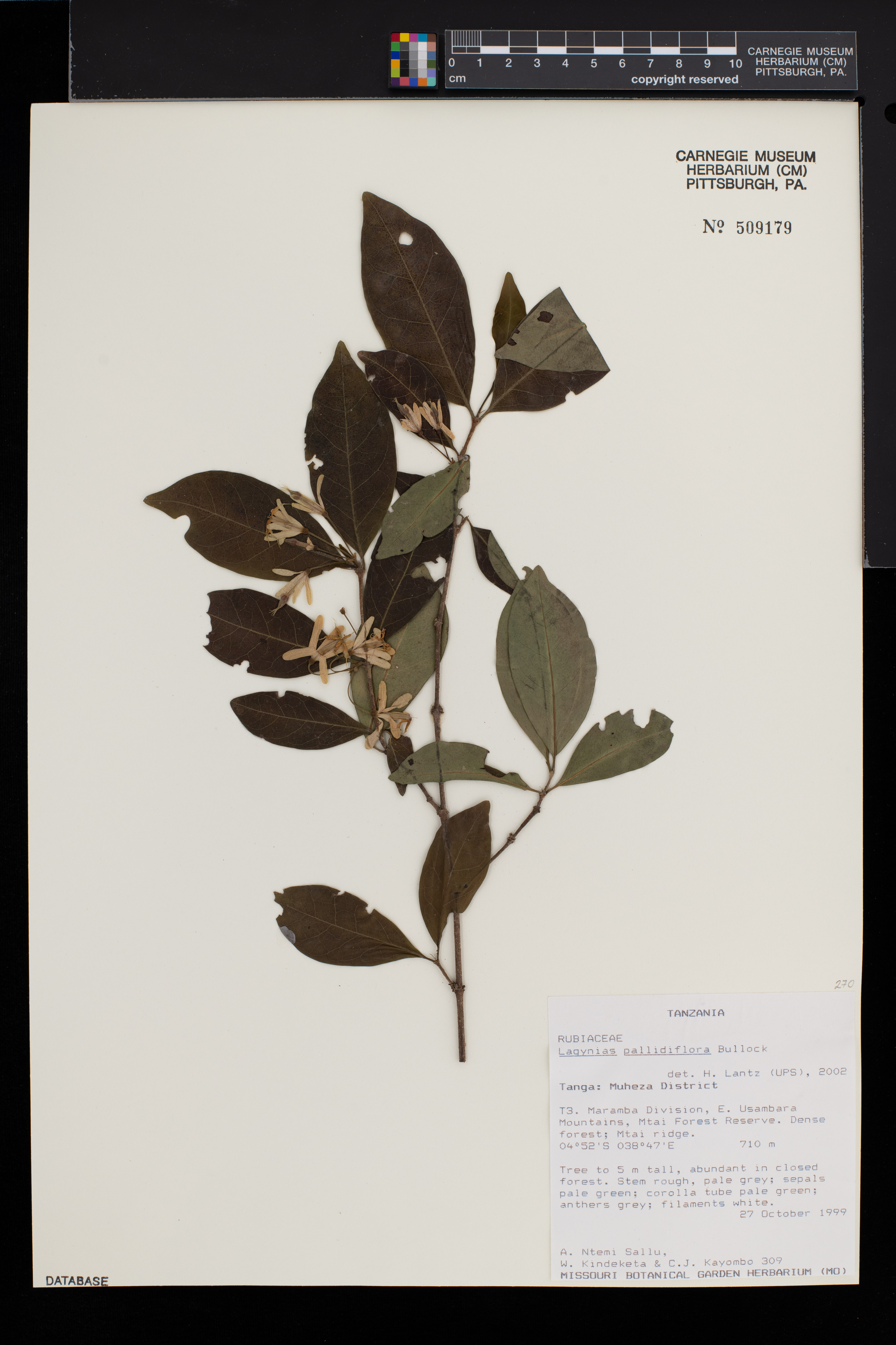 Vangueria pallidiflora image