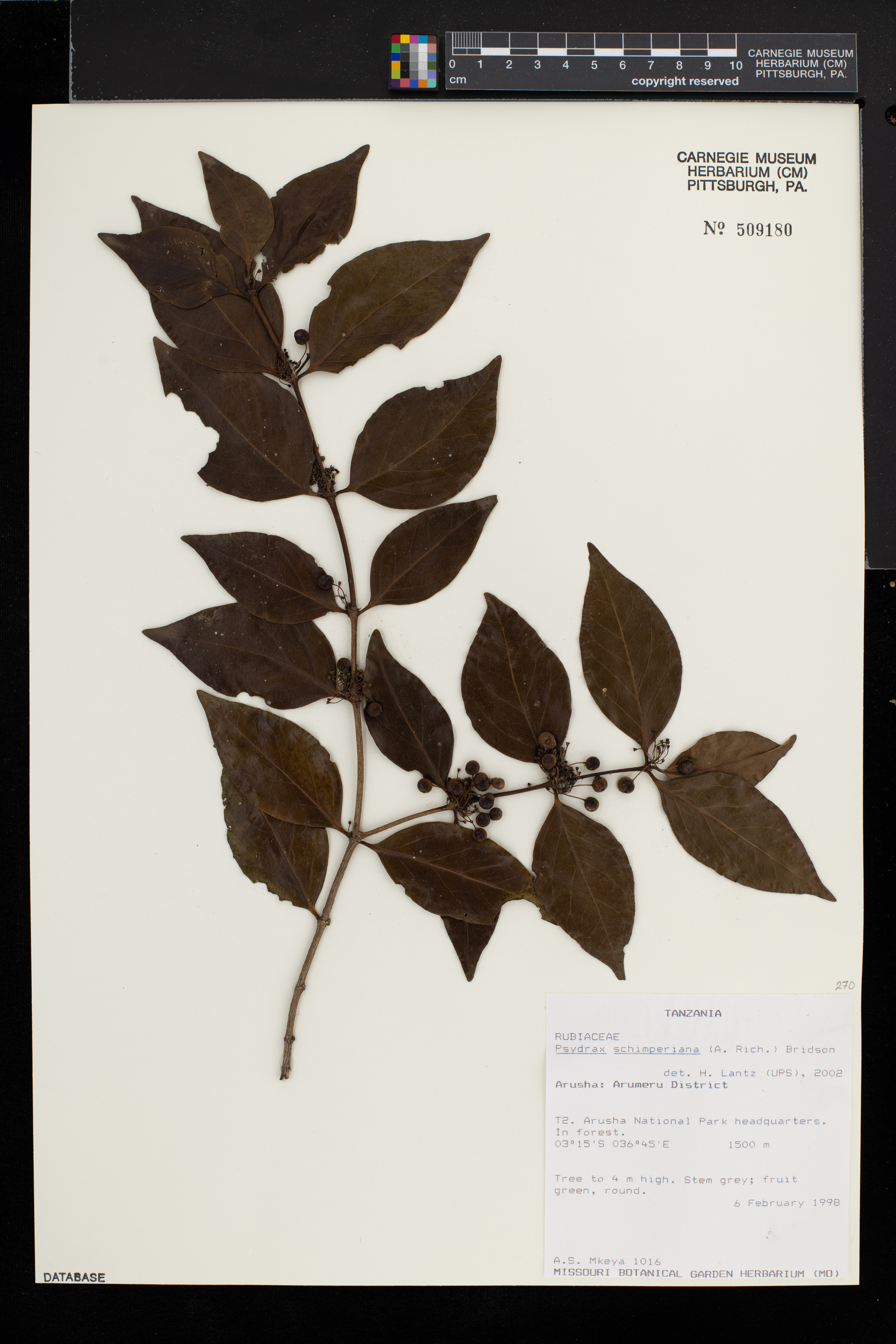 Psydrax schimperiana image