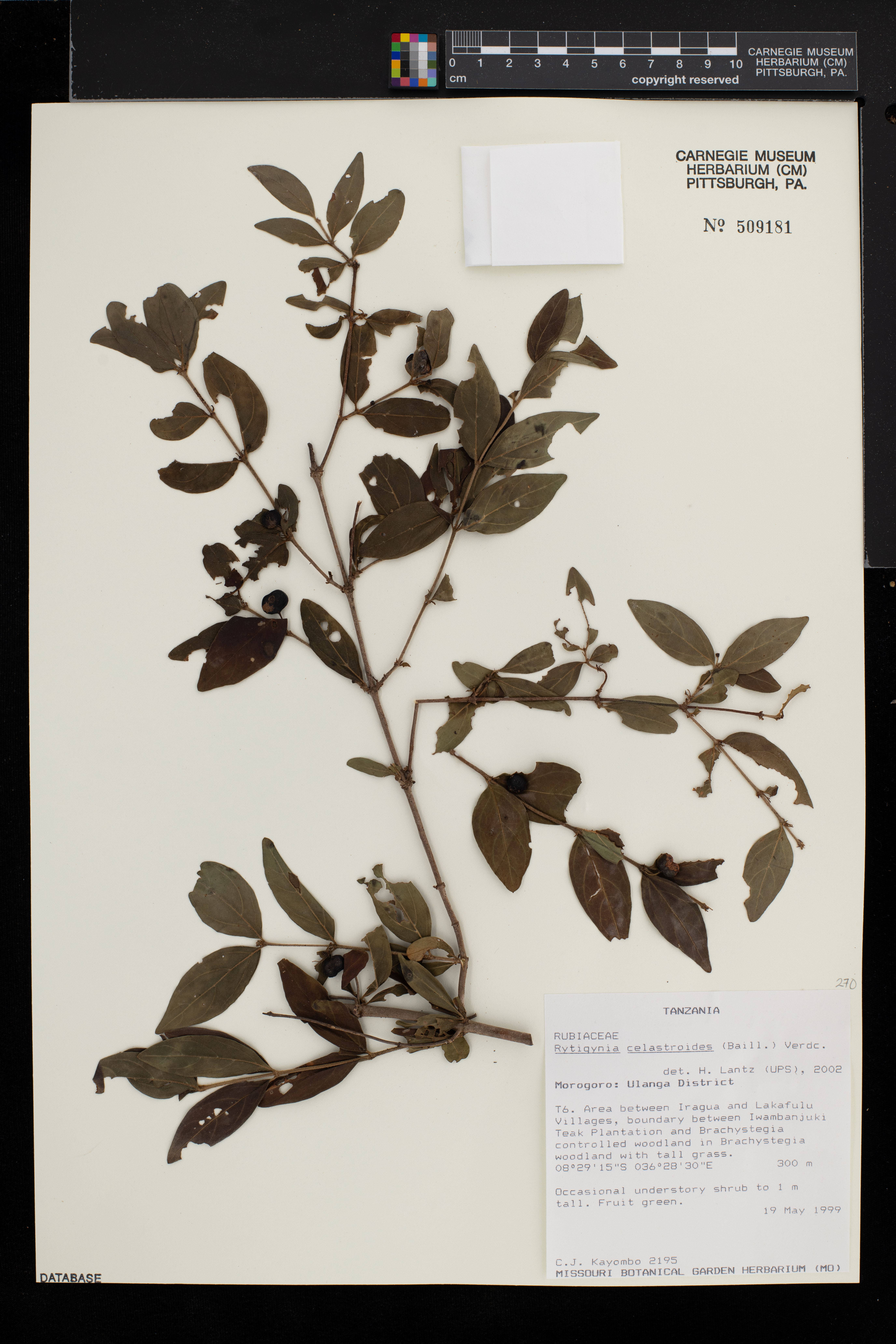 Rytigynia celastroides image