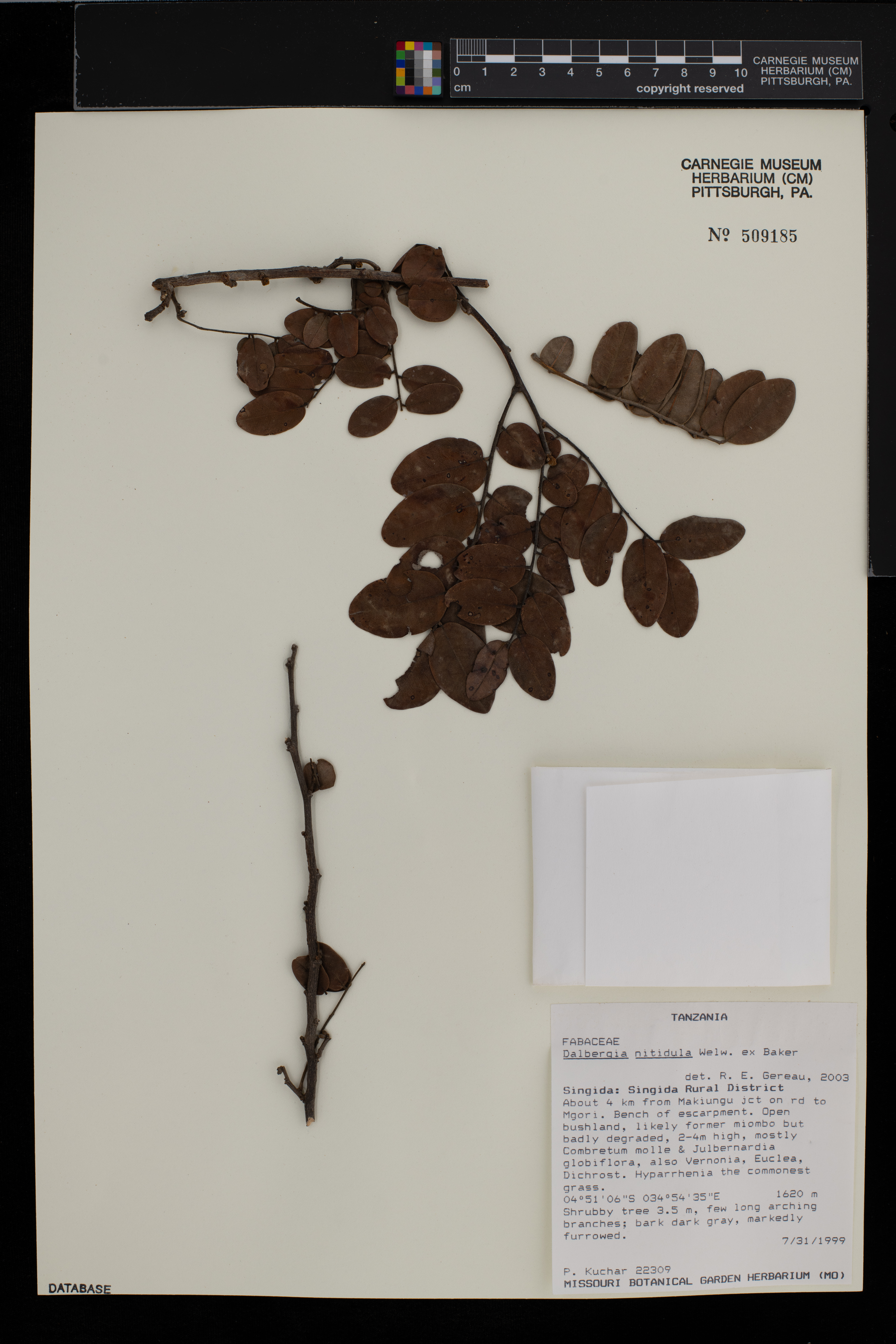 Dalbergia nitidula image