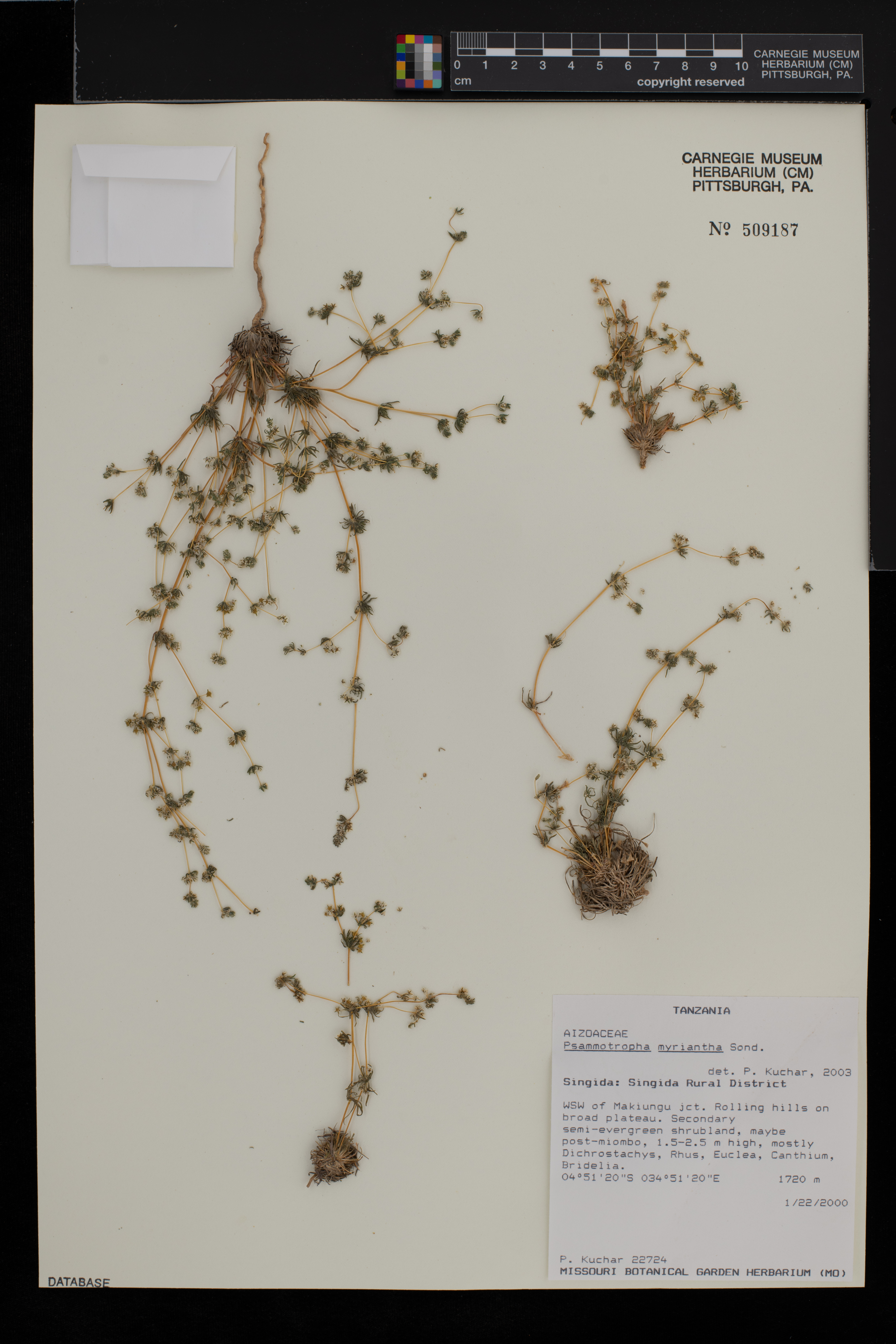 Psammotropha myriantha image