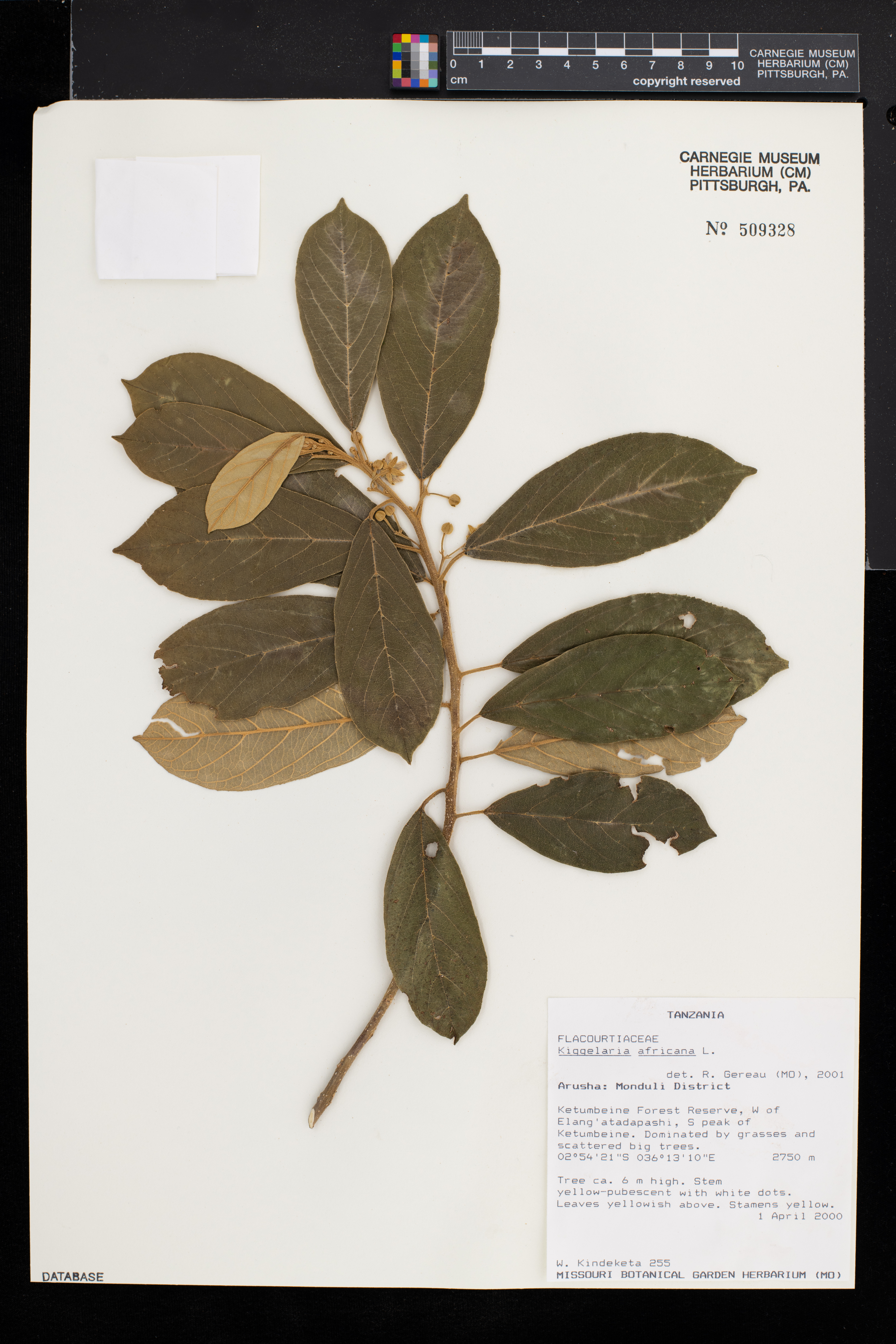 Kiggelaria africana image