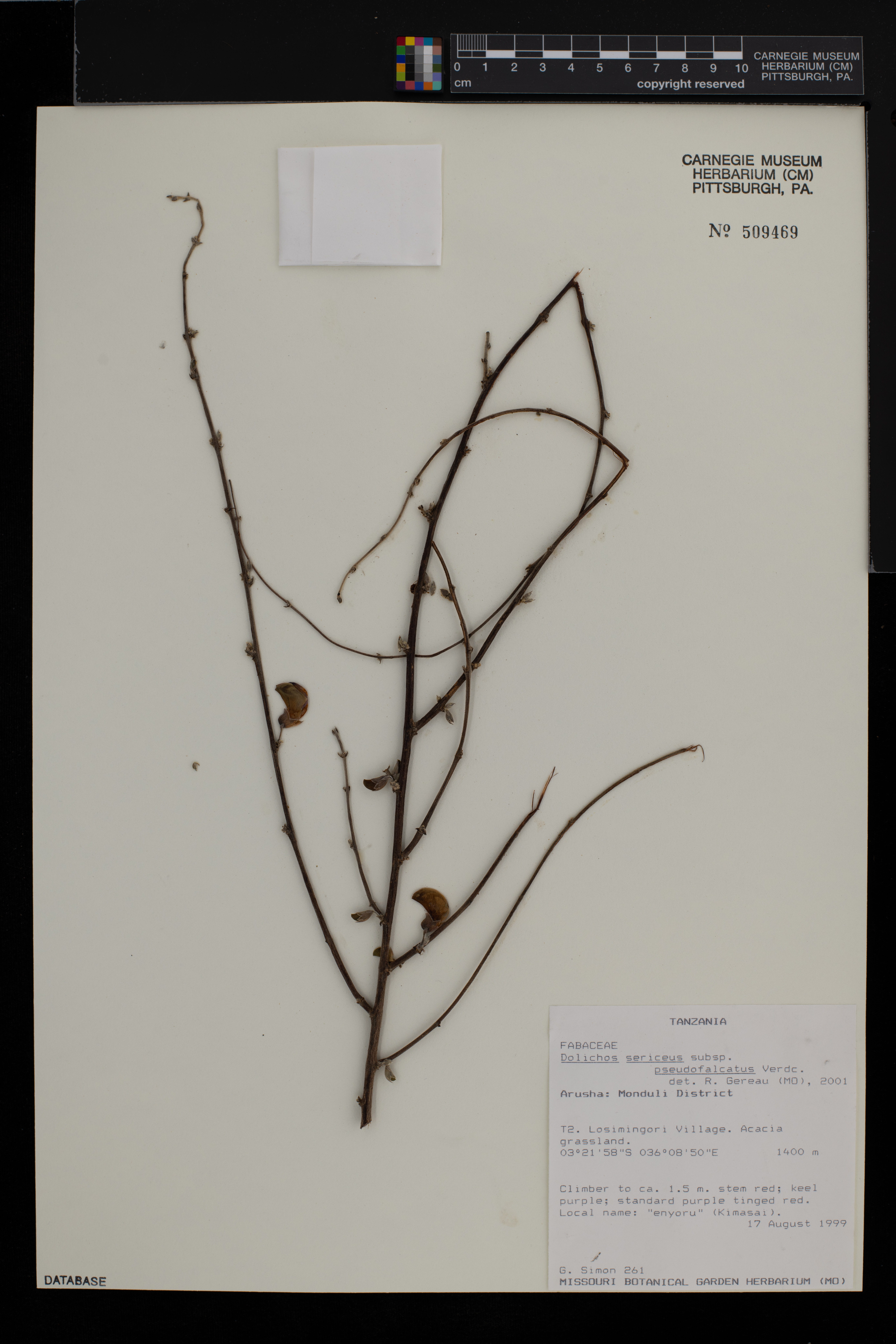 Dolichos sericeus subsp. pseudofalcatus image