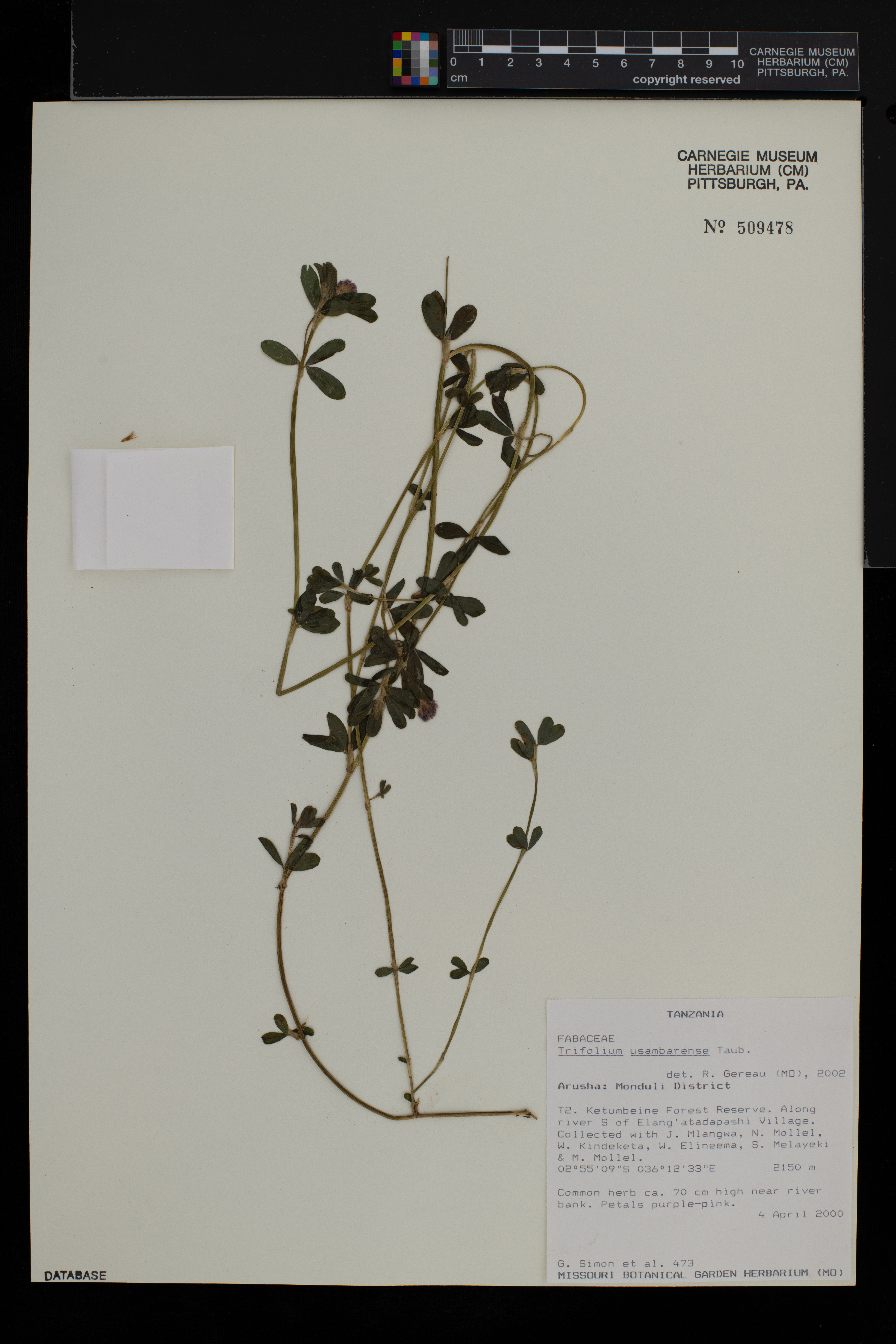 Trifolium usambarense image