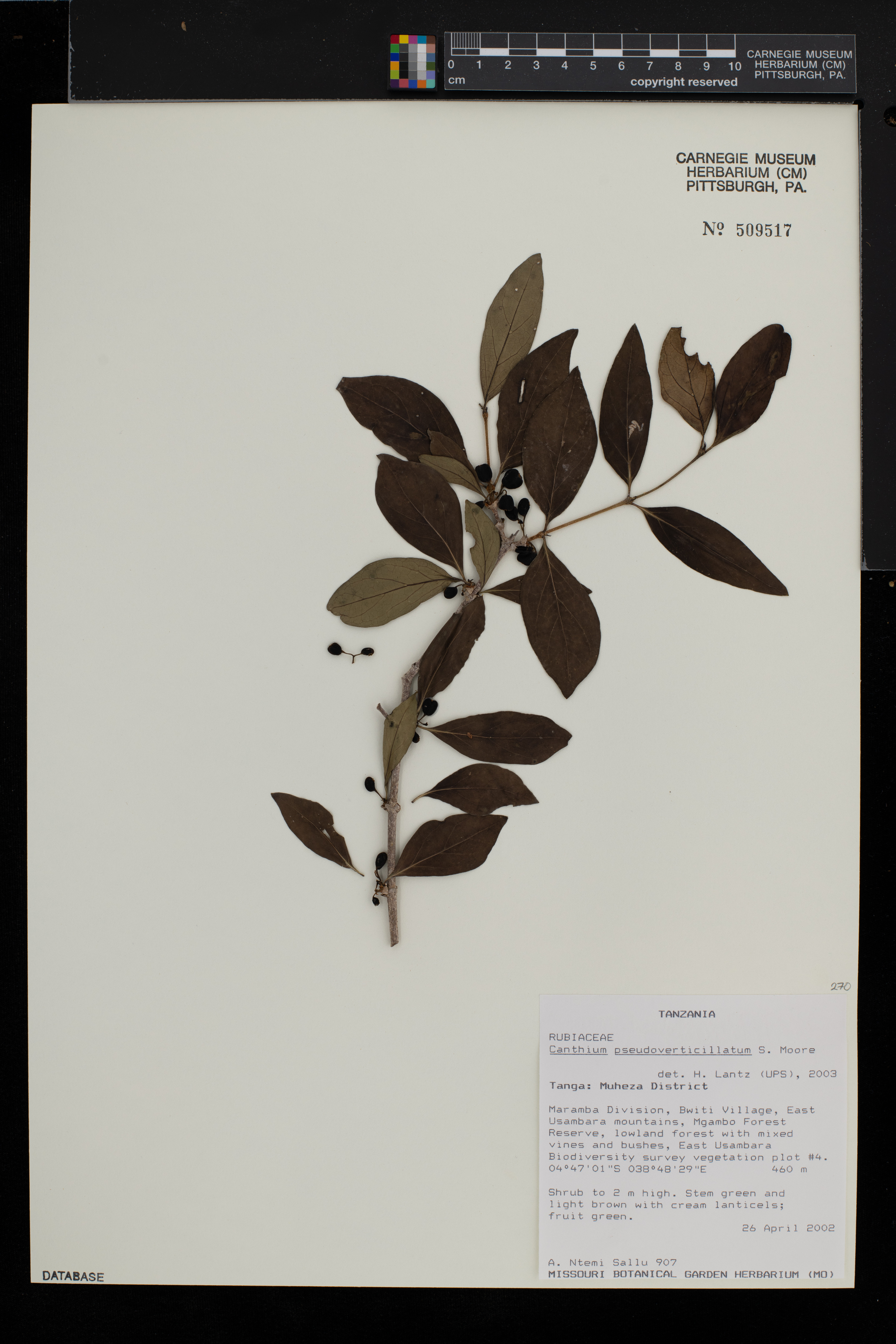 Afrocanthium pseudoverticillatum image