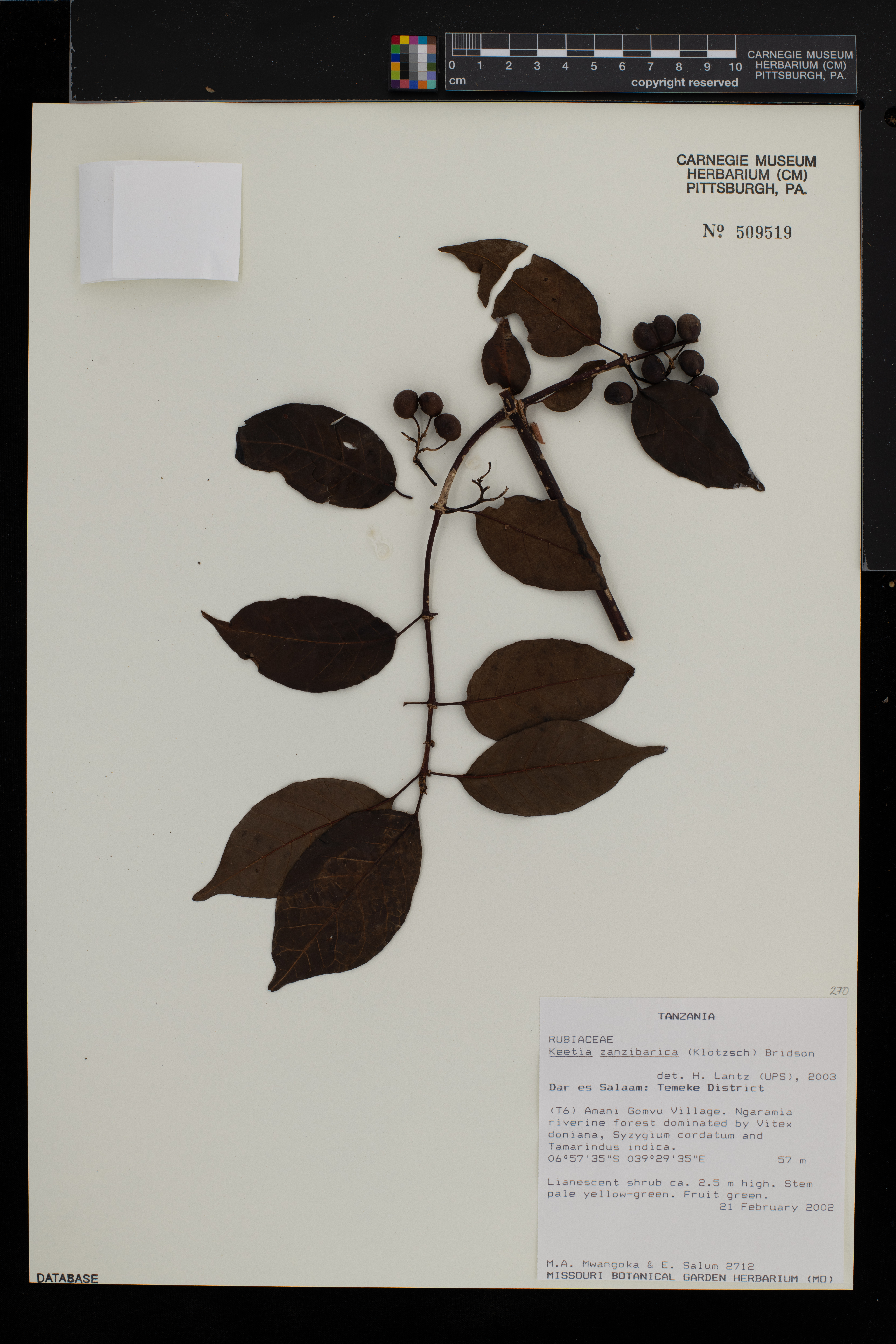 Keetia zanzibarica image