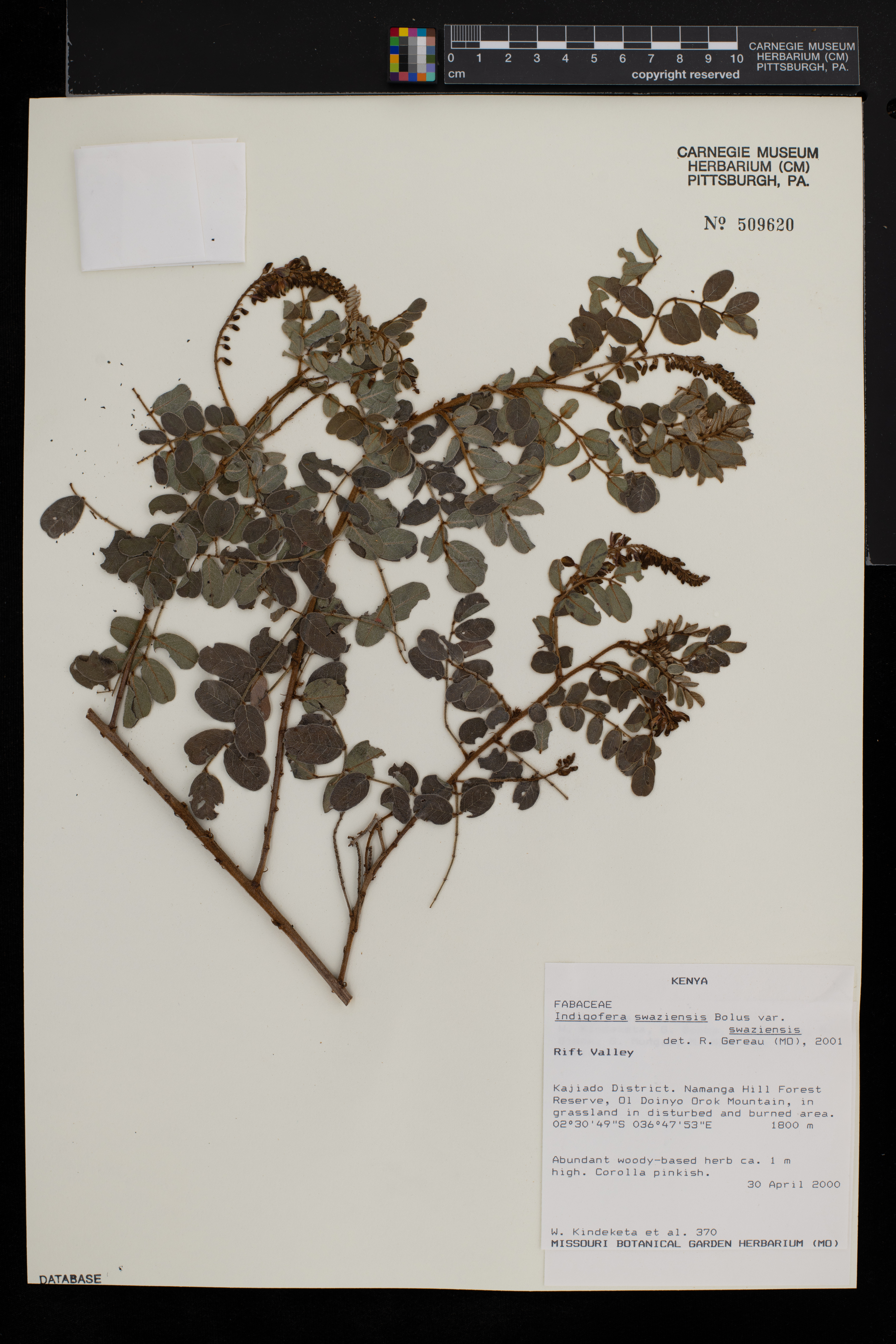 Indigofera swaziensis var. swaziensis image