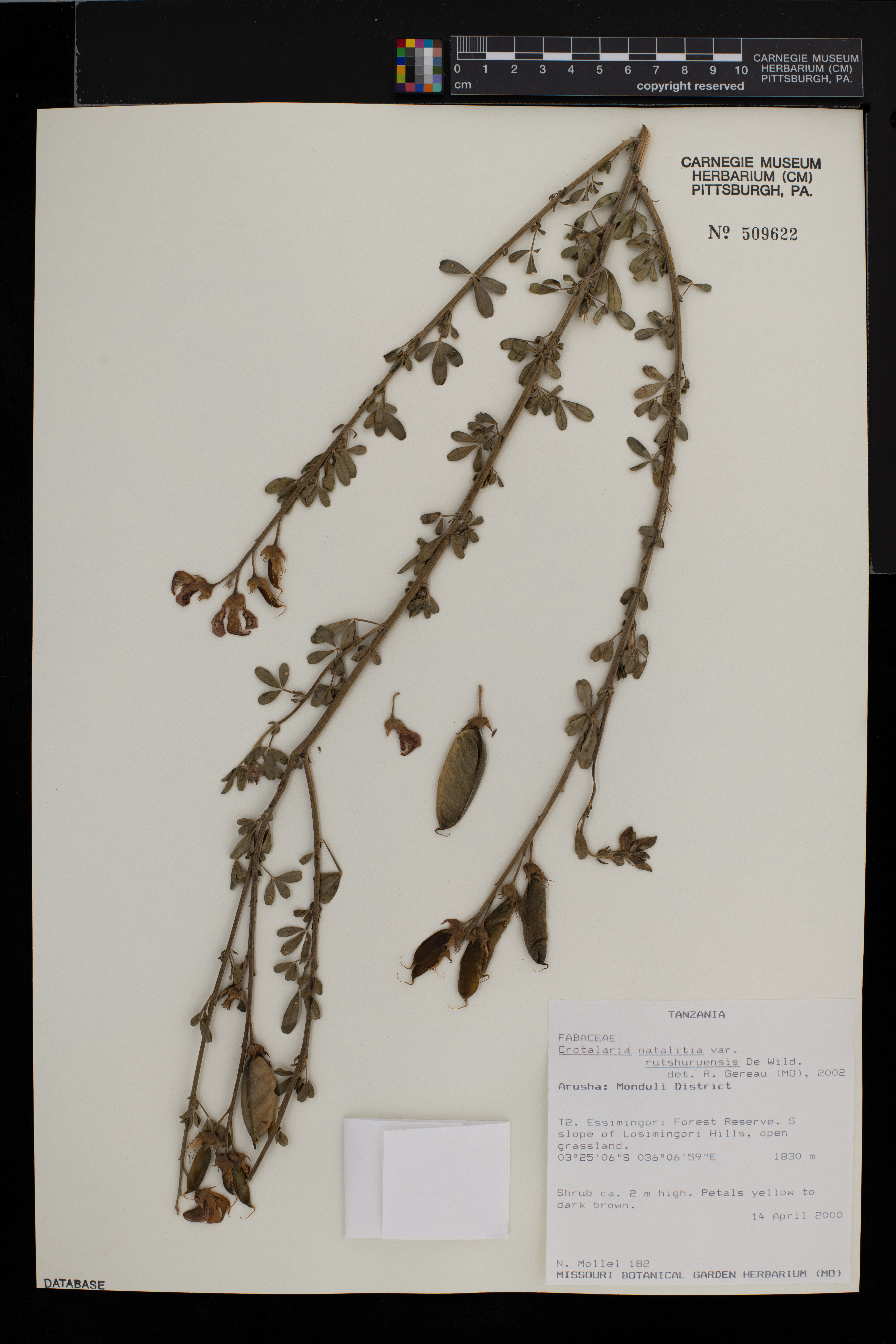 Crotalaria natalitia var. rutshuruensis image