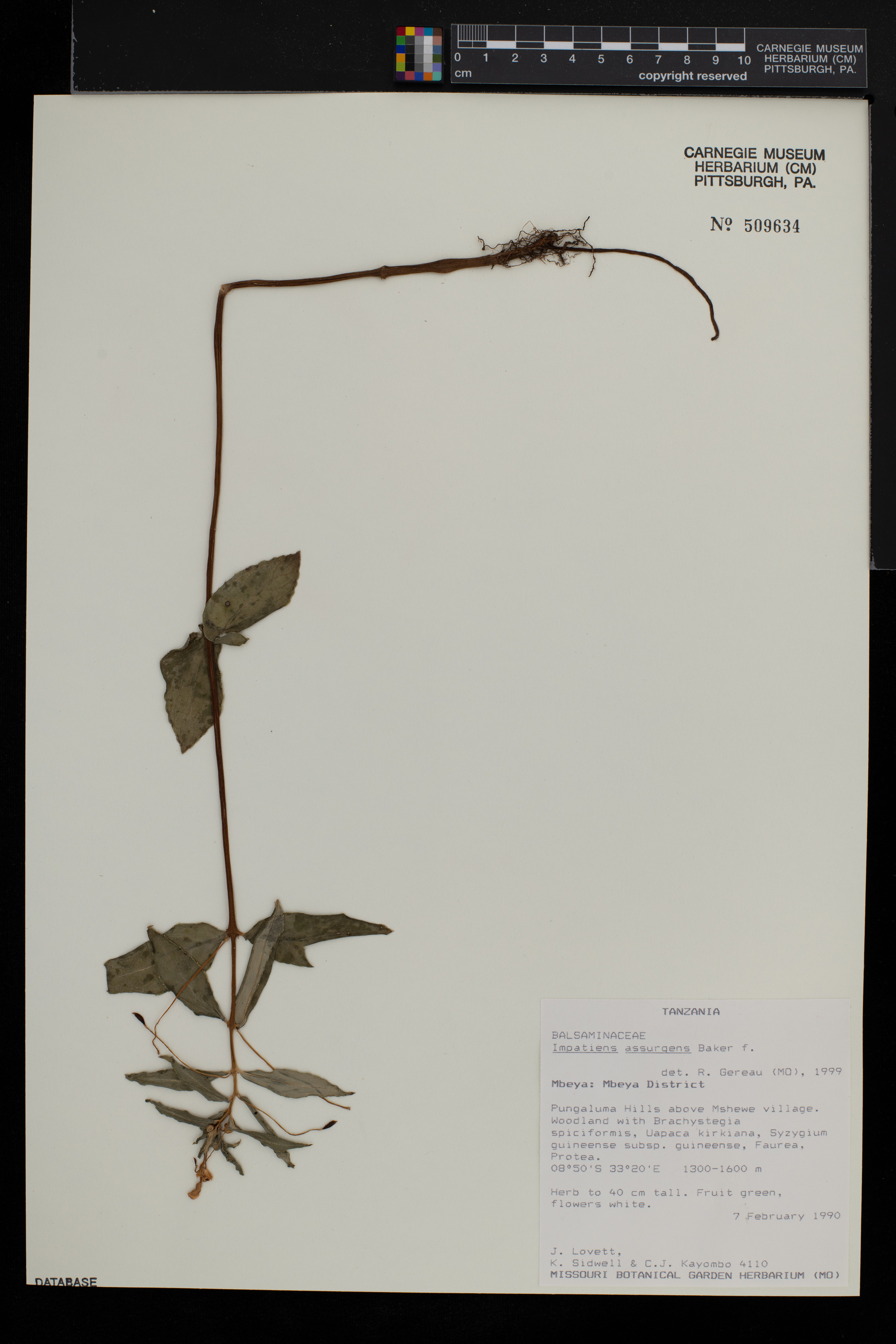 Impatiens assurgens image