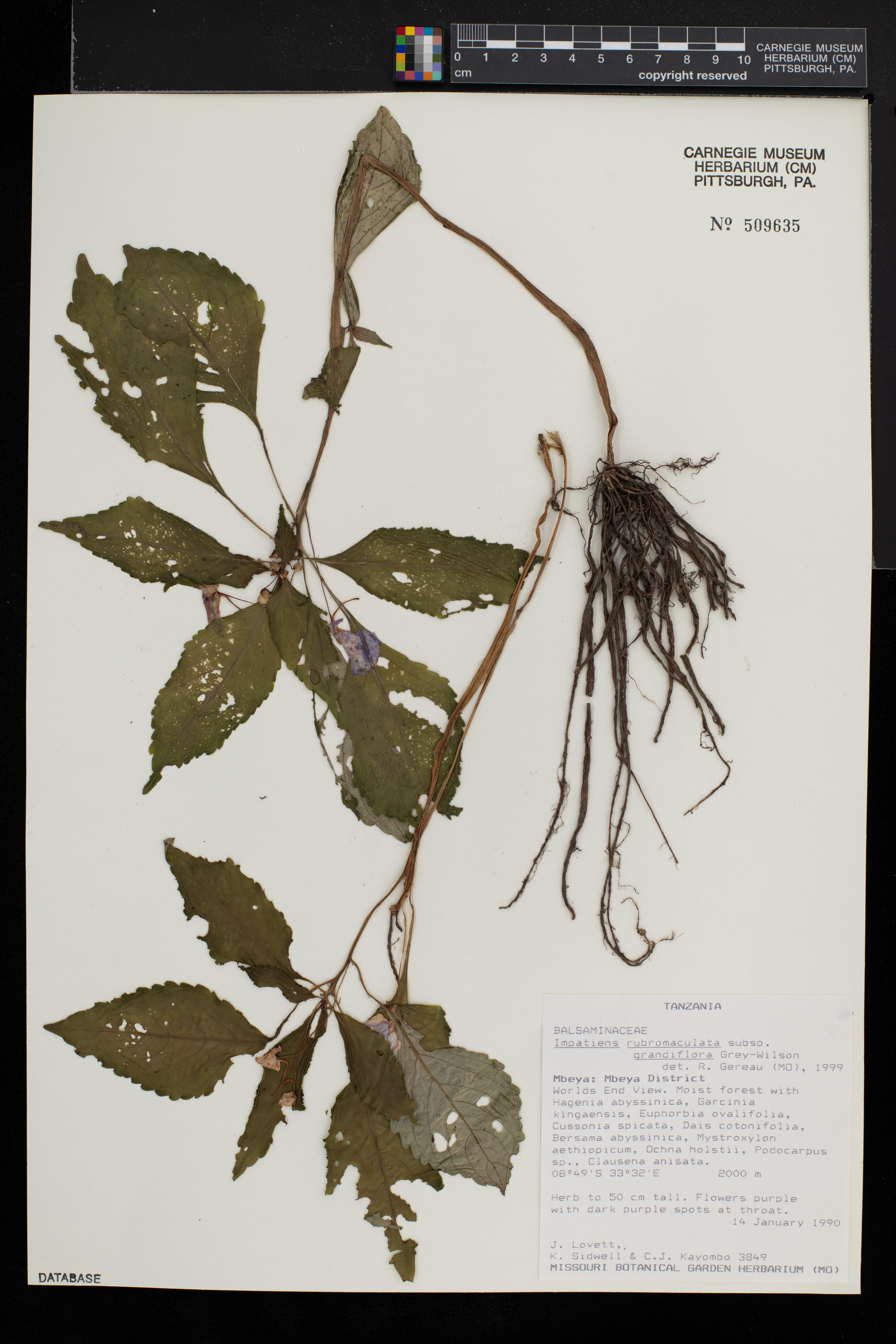 Impatiens rubromaculata subsp. grandiflora image
