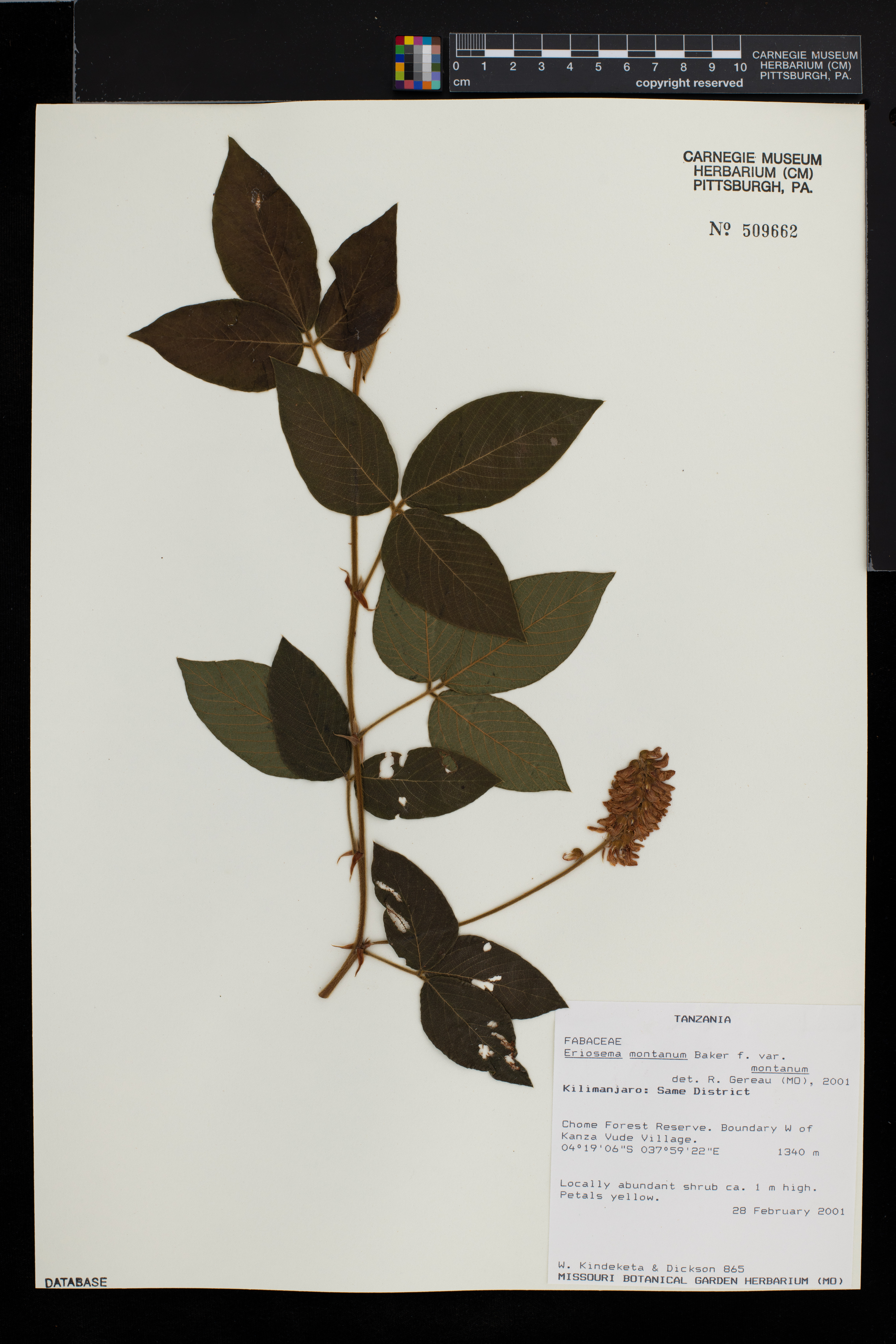 Eriosema montanum var. montanum image