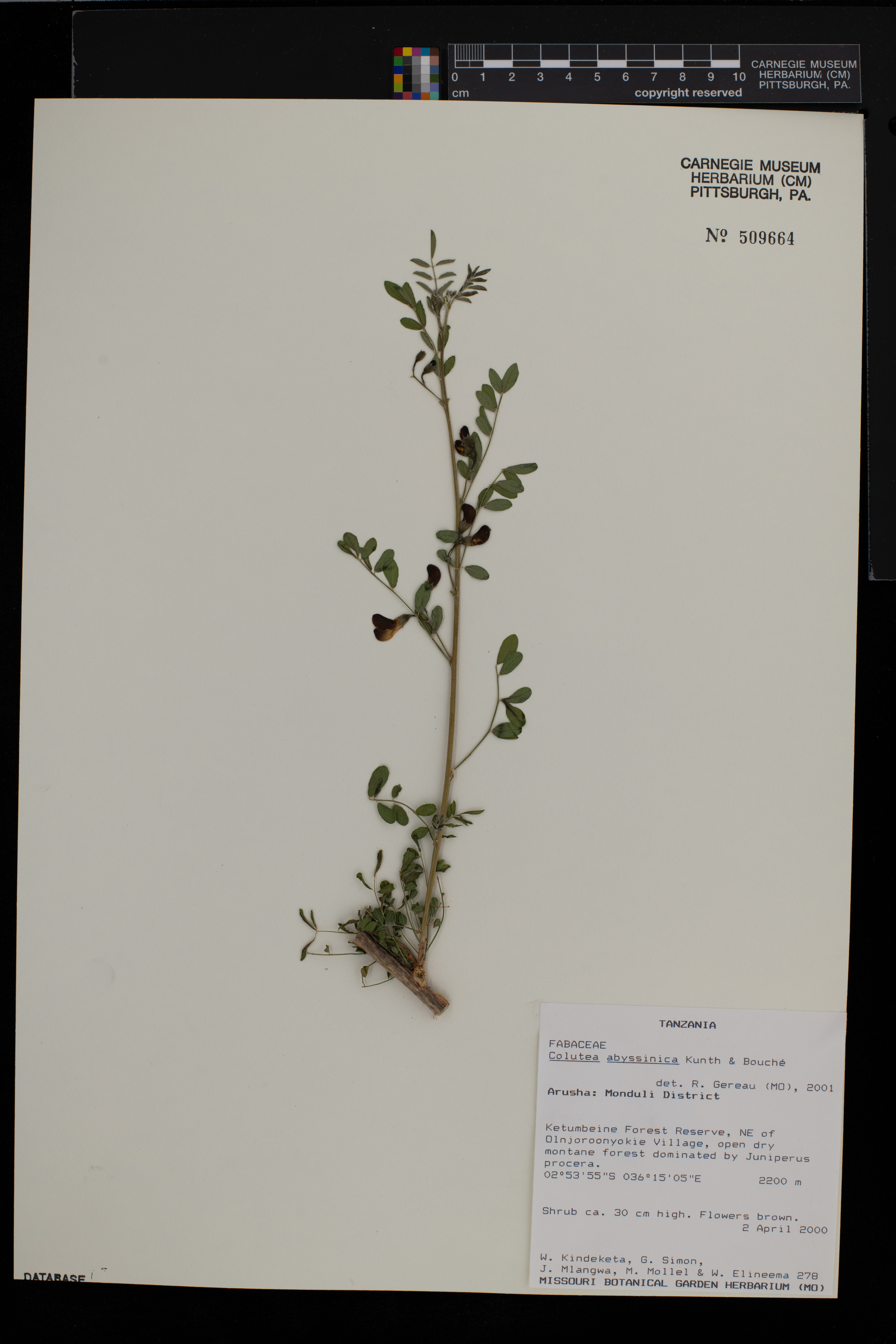 Colutea abyssinica image