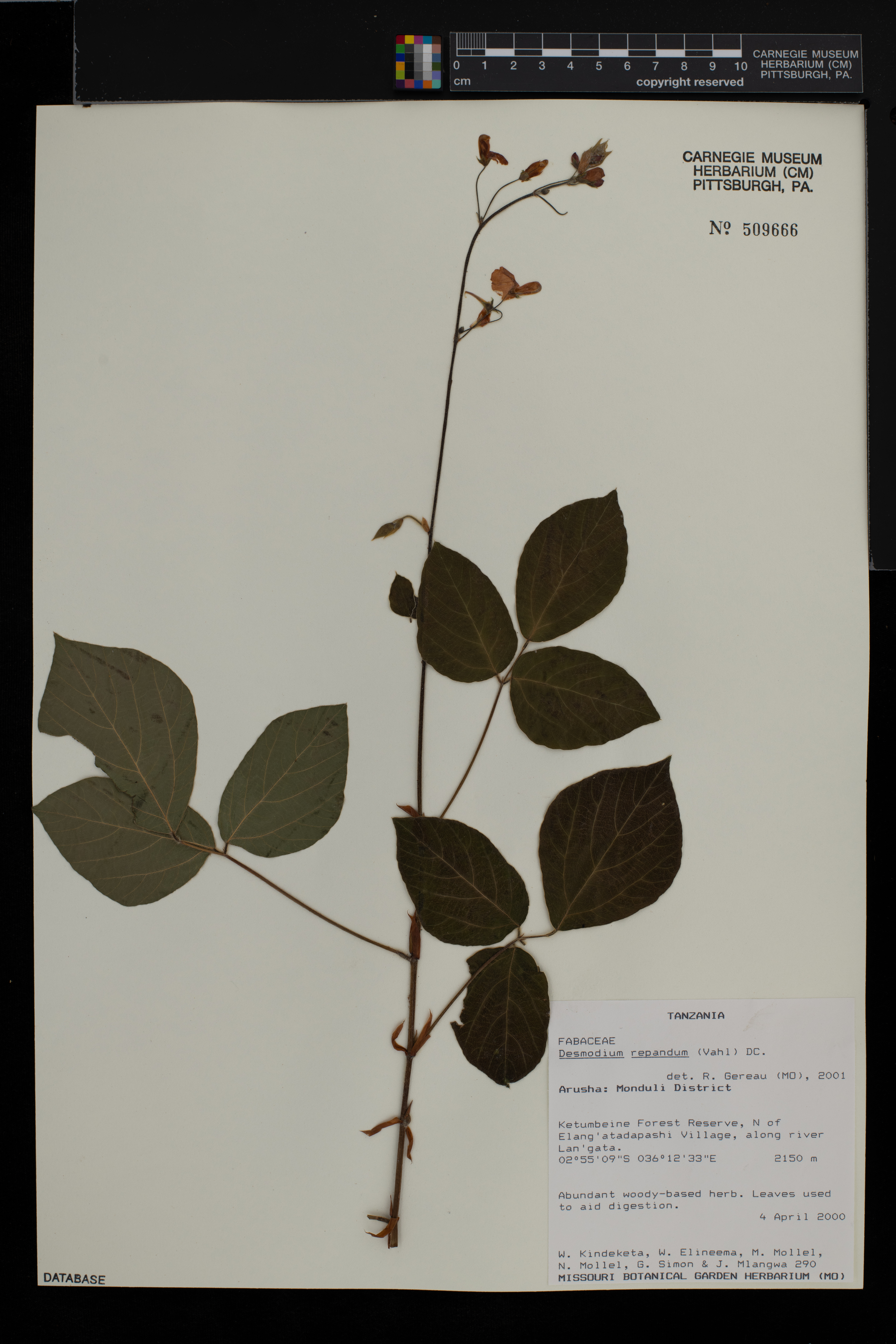 Desmodium repandum image