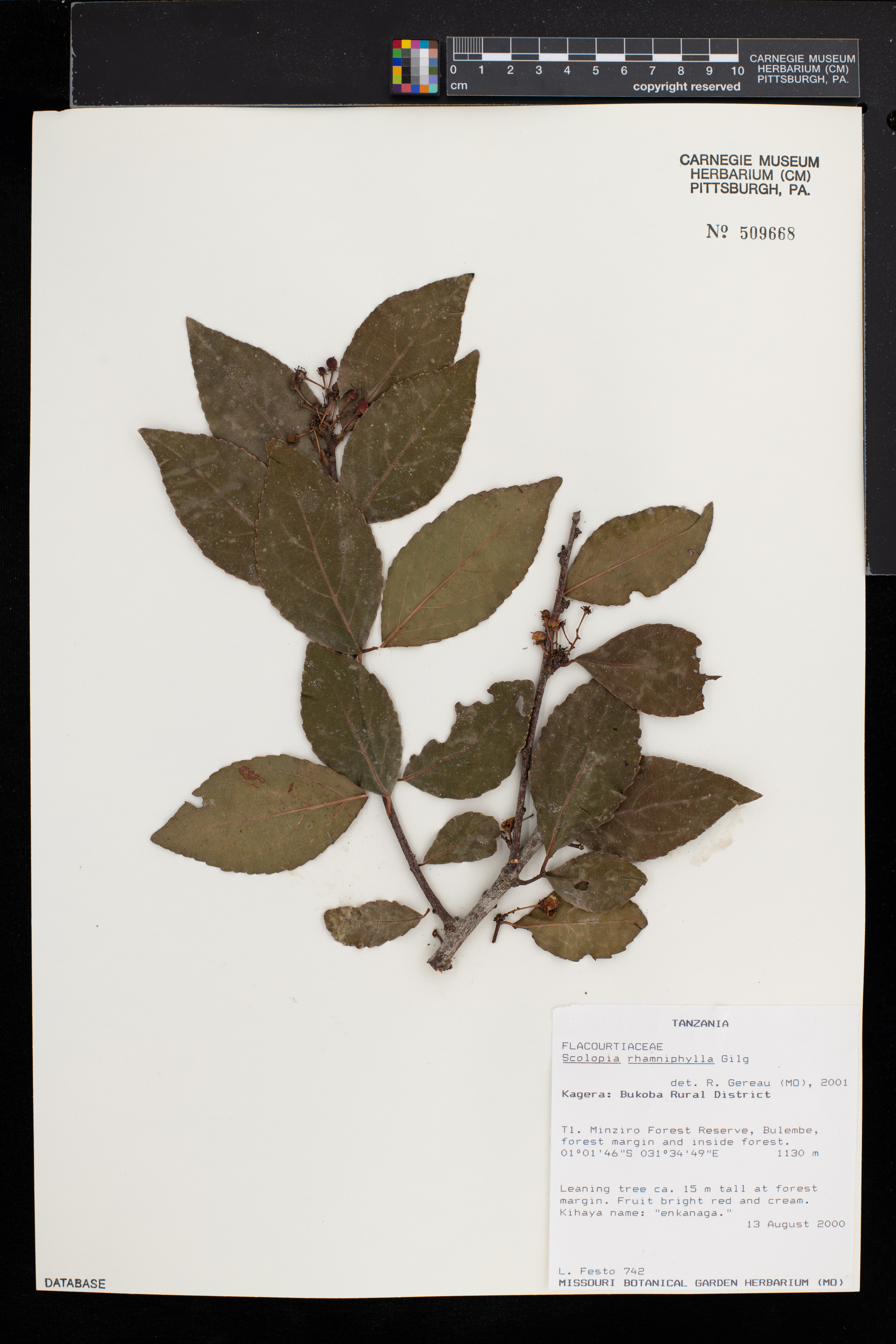 Scolopia rhamniphylla image