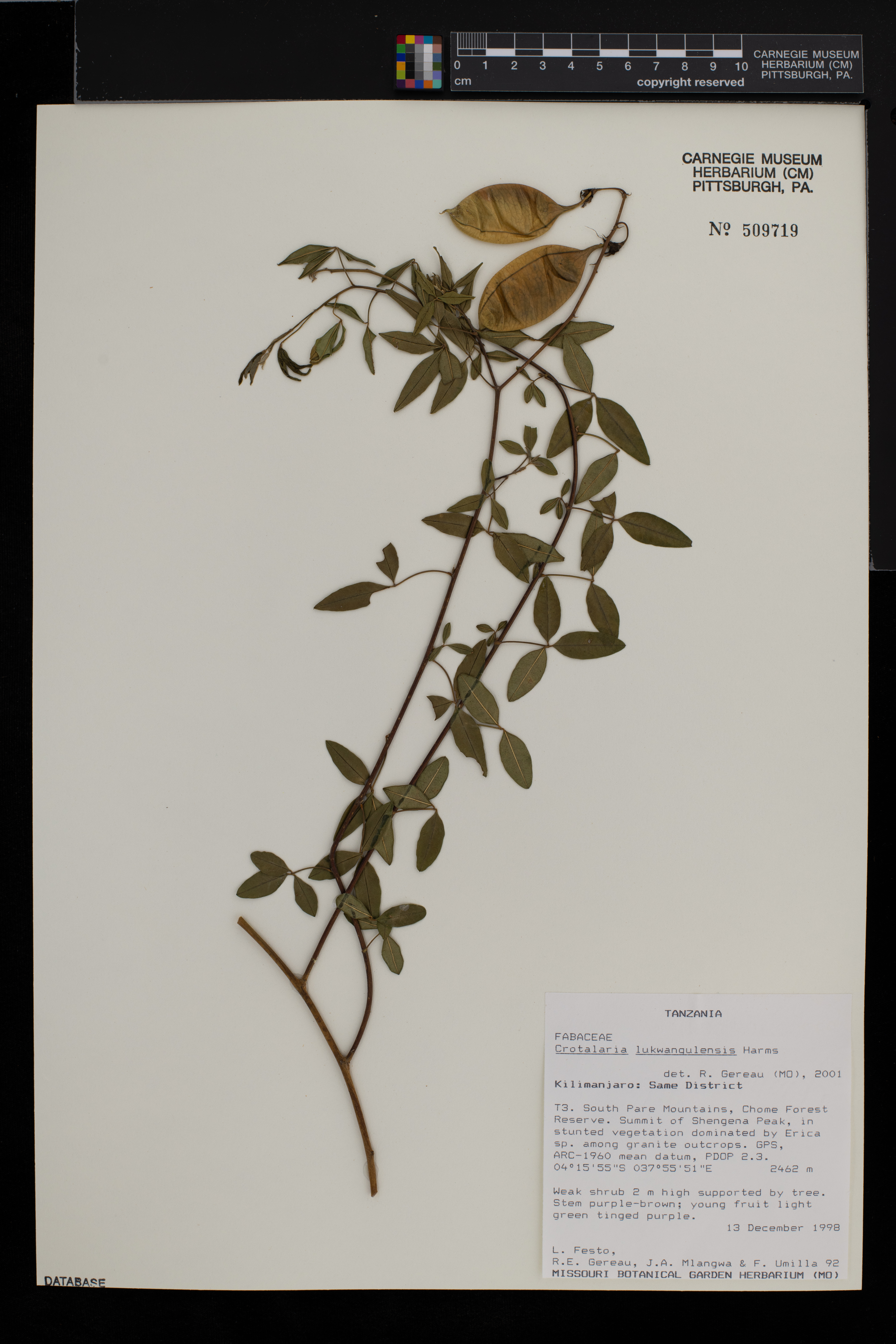 Crotalaria lukwangulensis image