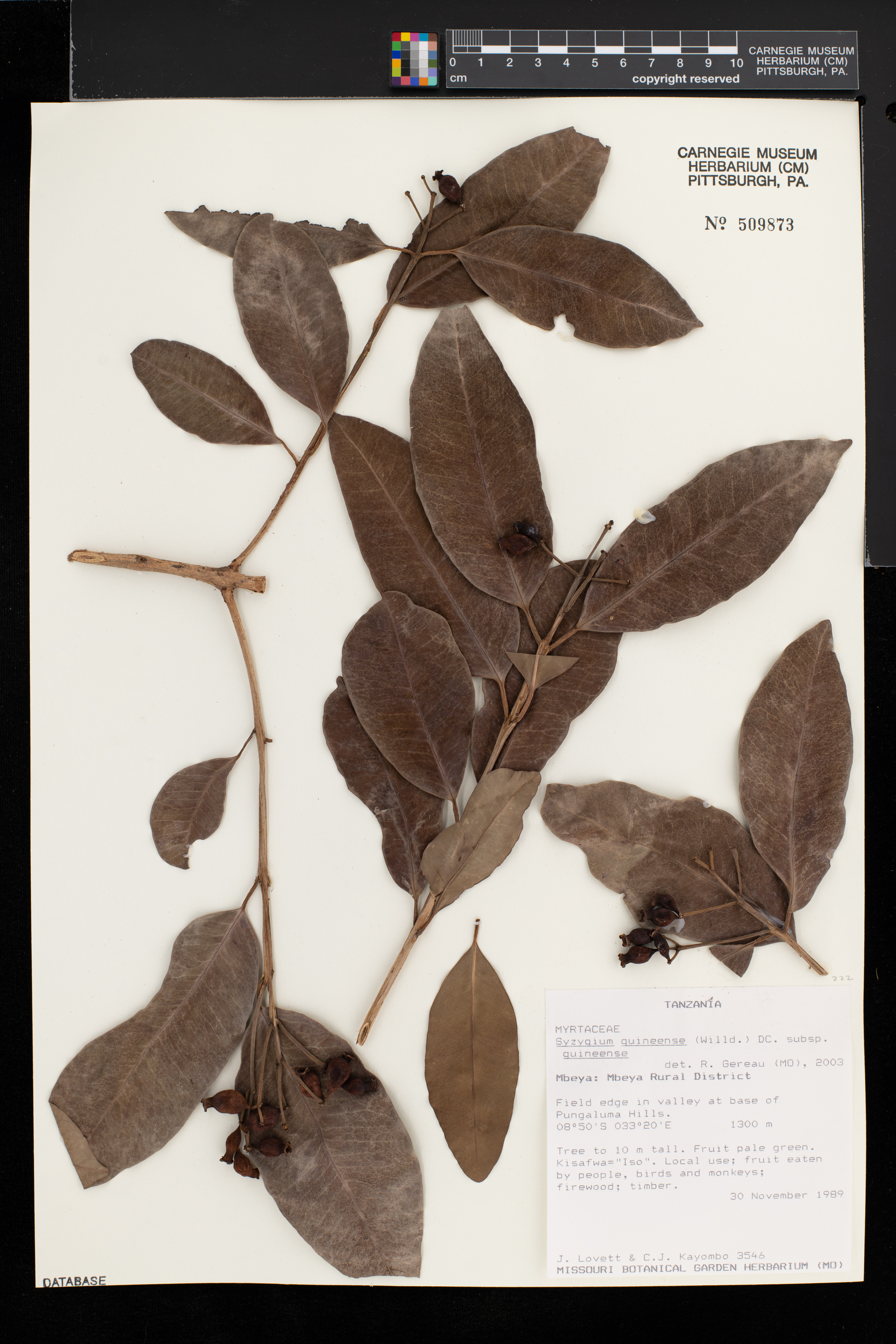 Syzygium guineense subsp. guineense image