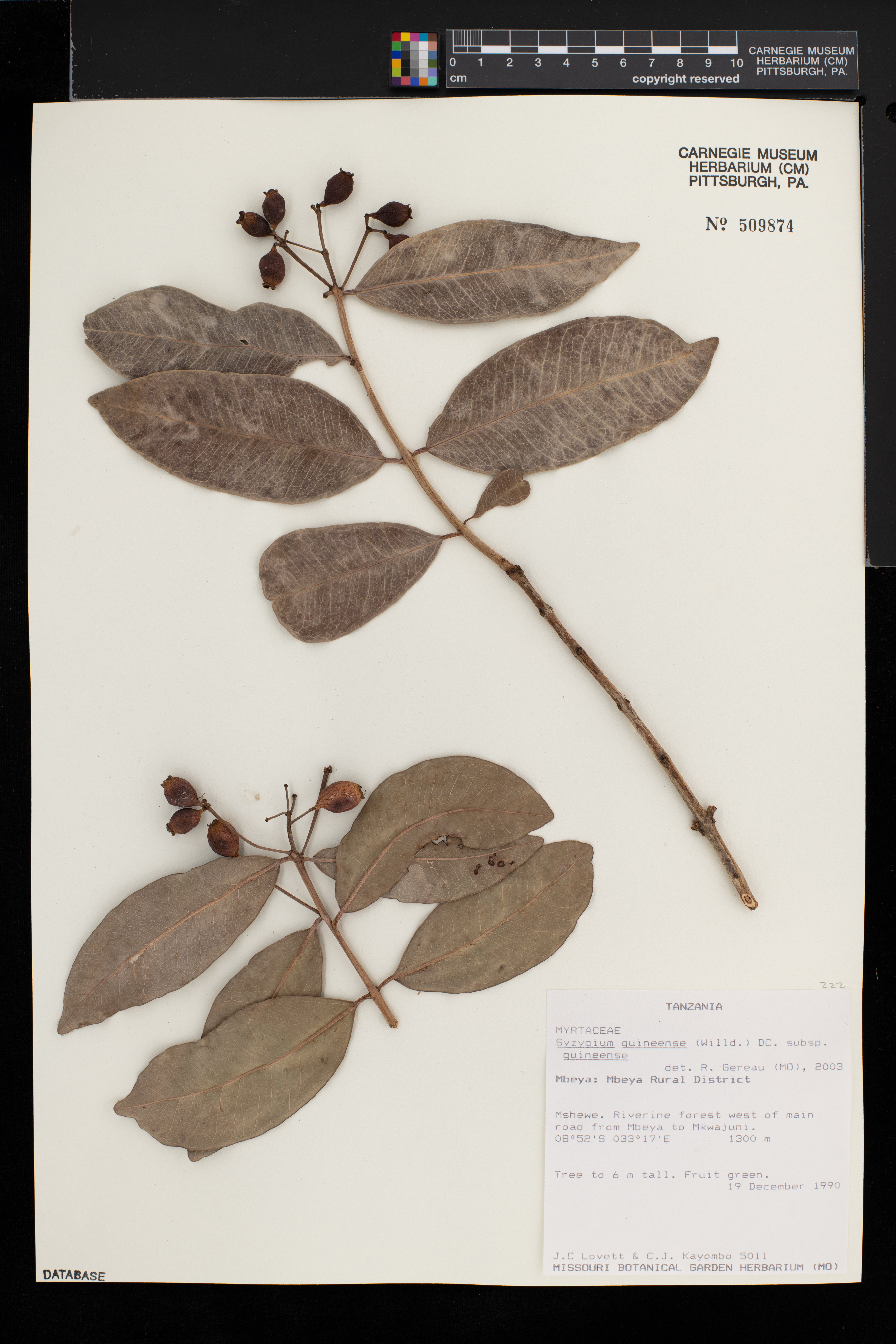 Syzygium guineense subsp. guineense image