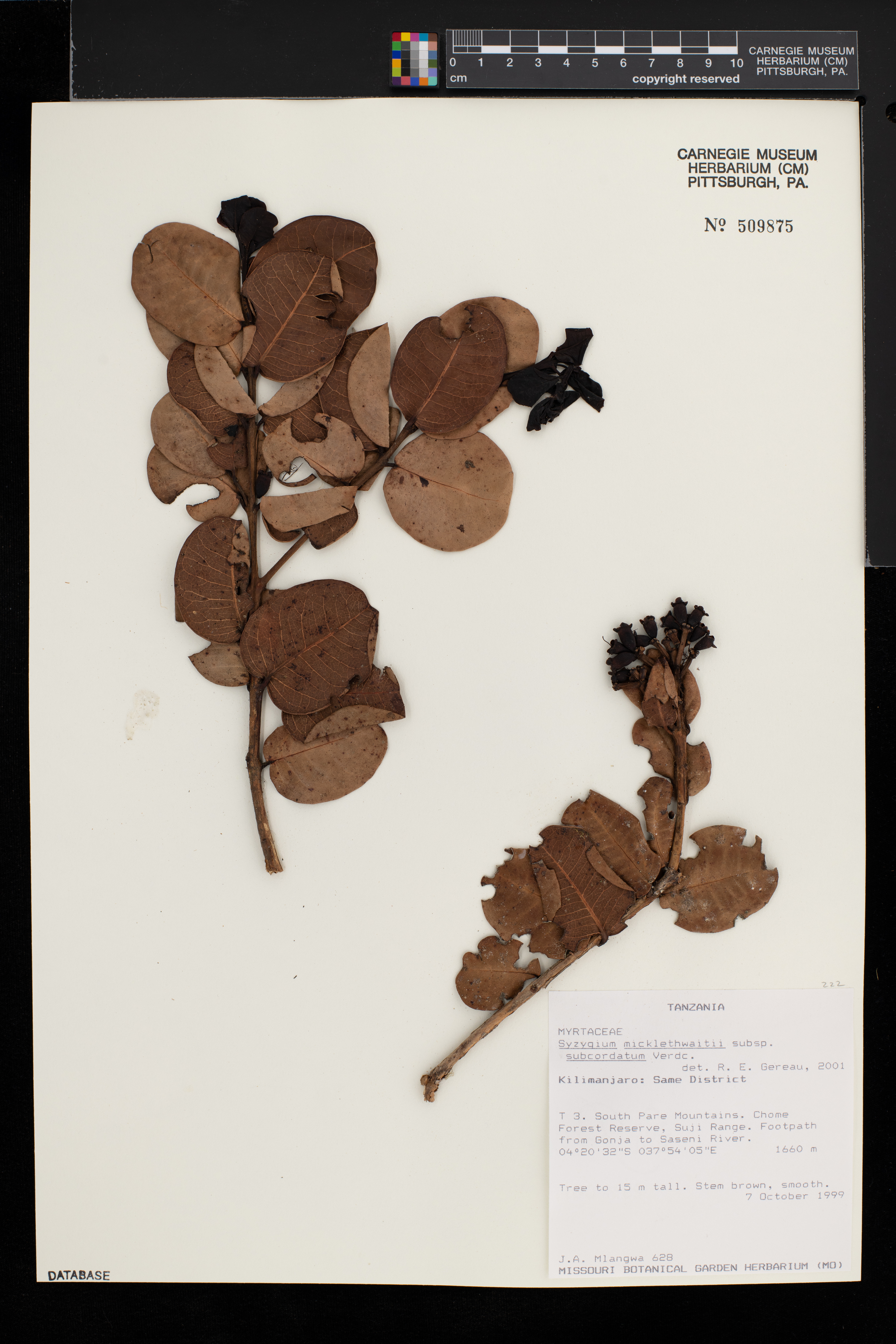 Syzygium subcordatum image