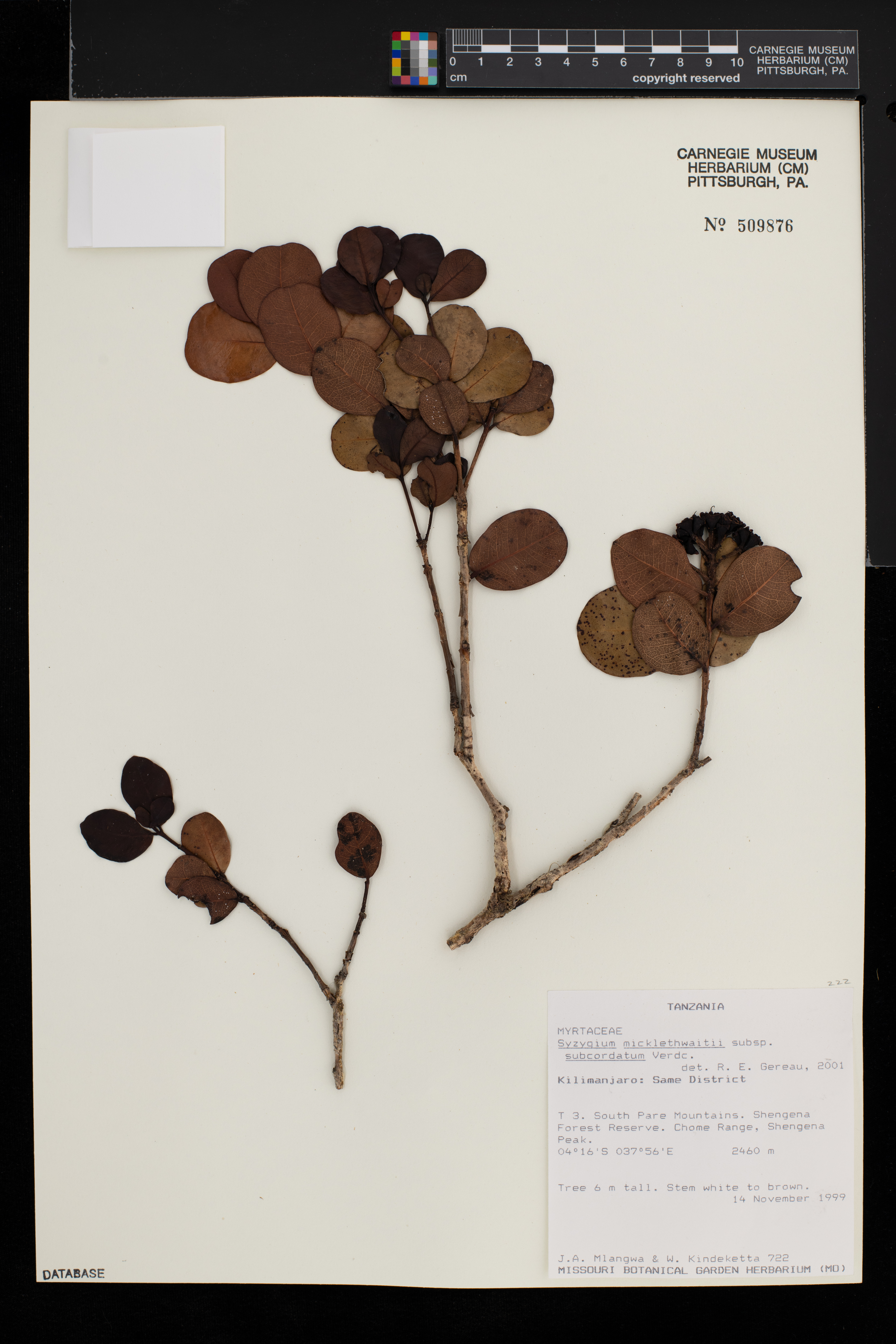 Syzygium subcordatum image