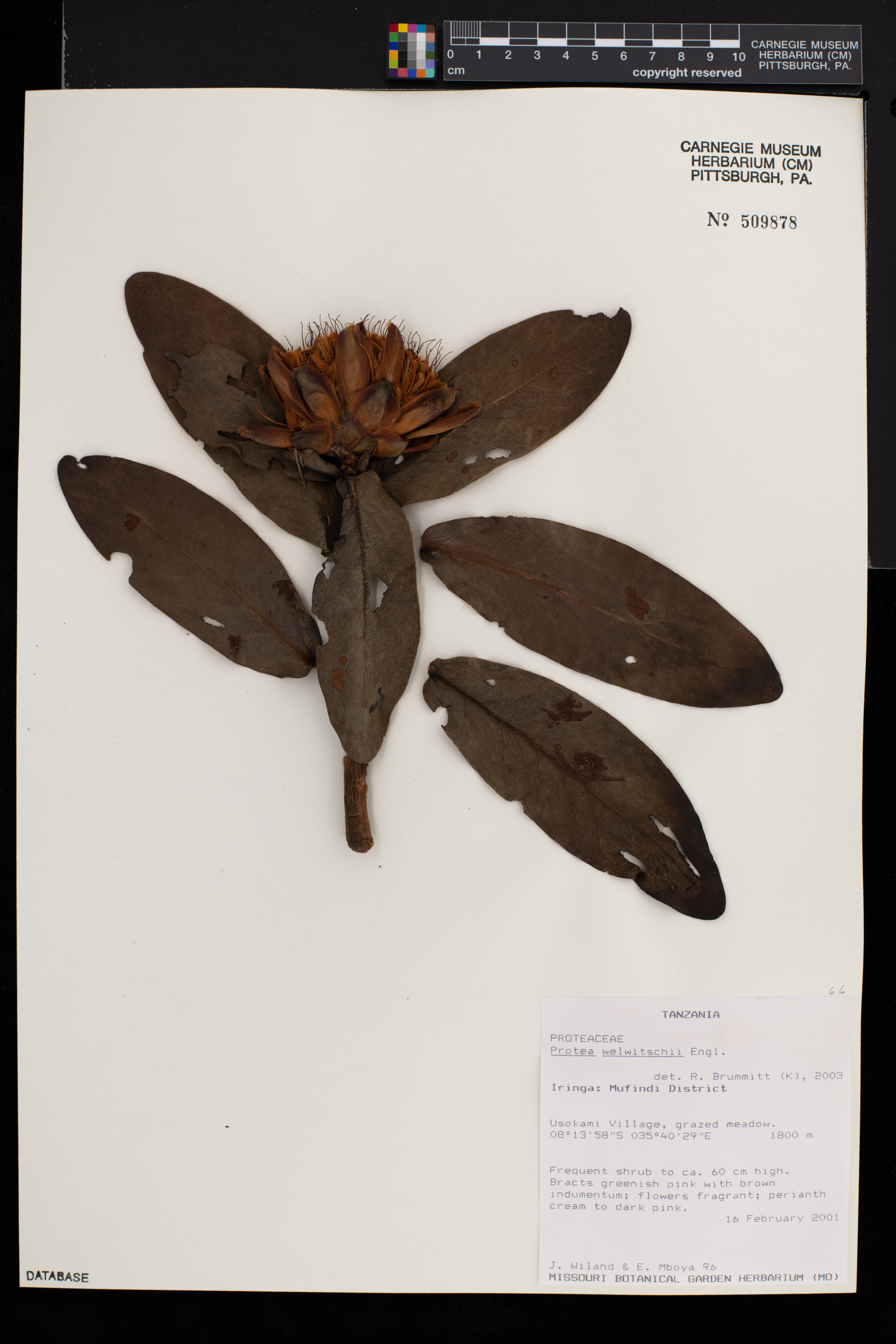Protea welwitschii image