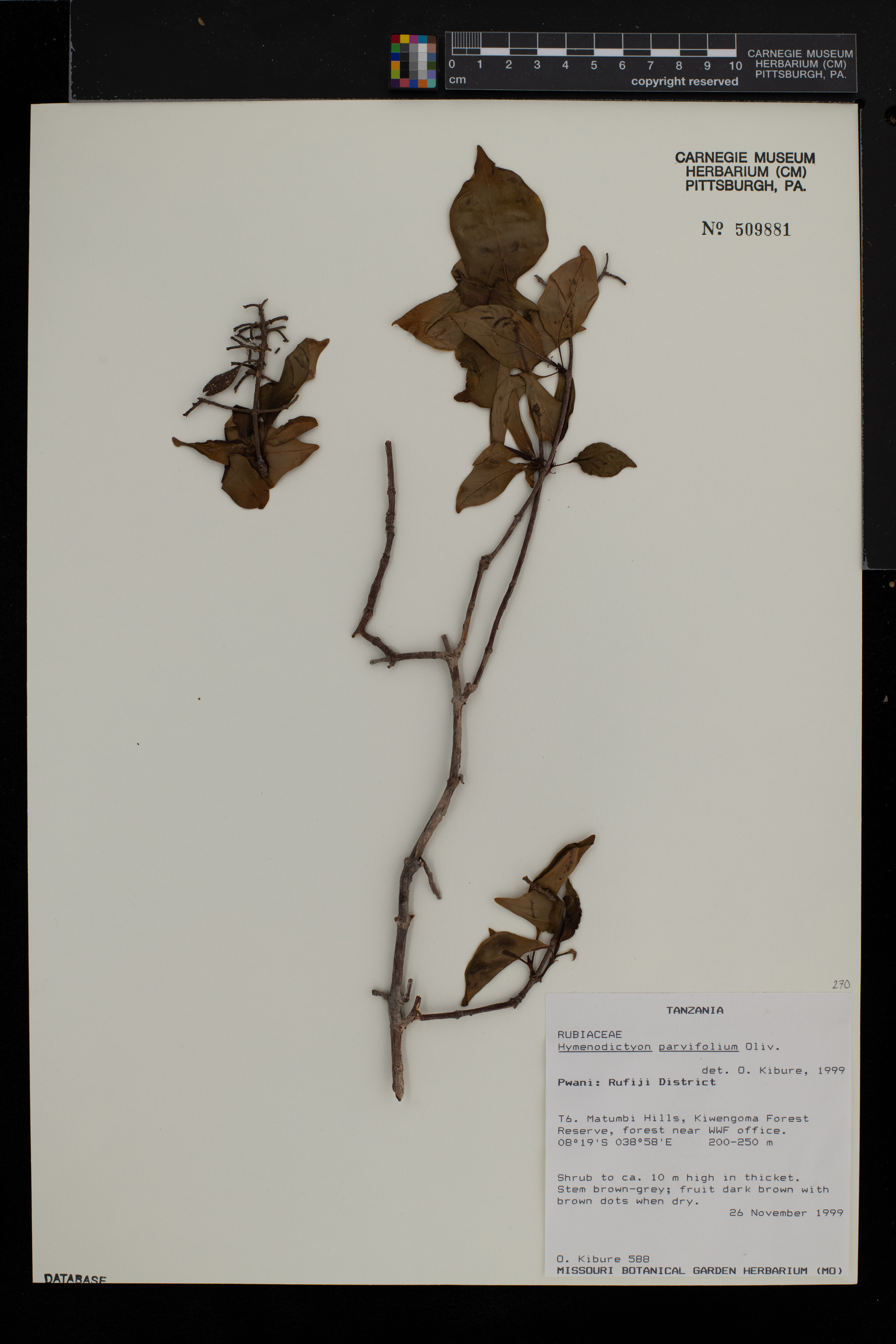 Hymenodictyon parvifolium image