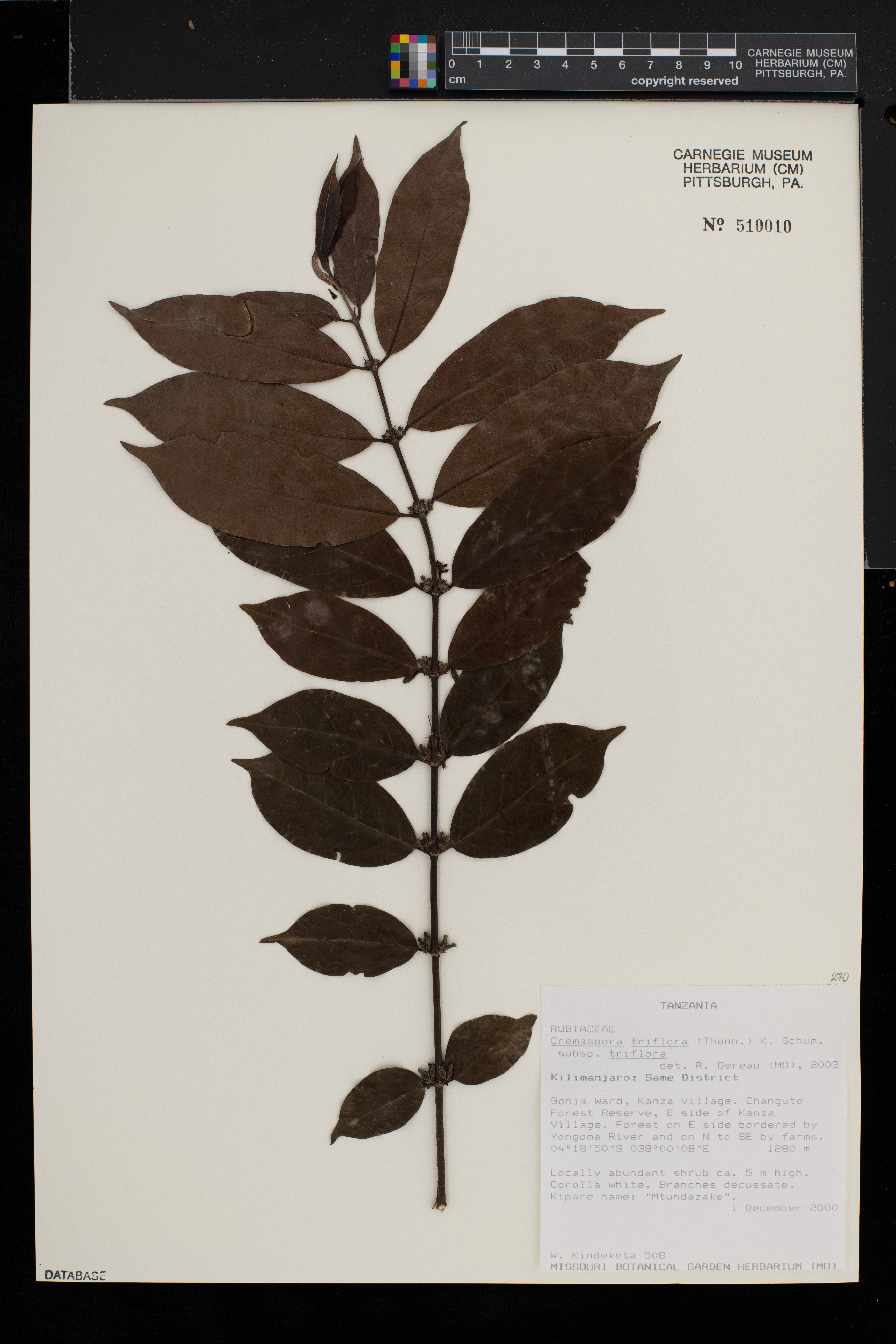 Cremaspora triflora subsp. triflora image