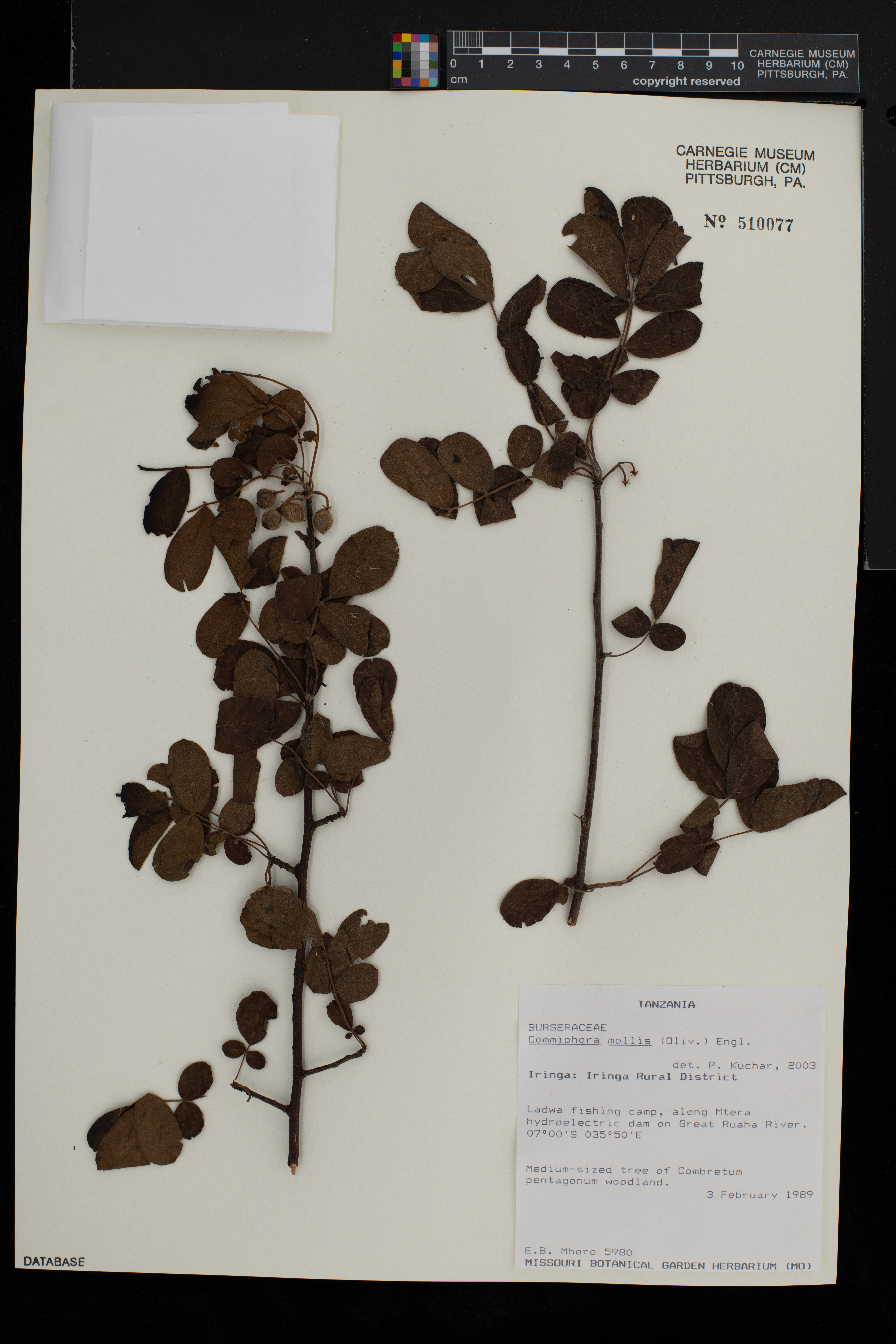 Commiphora mollis image