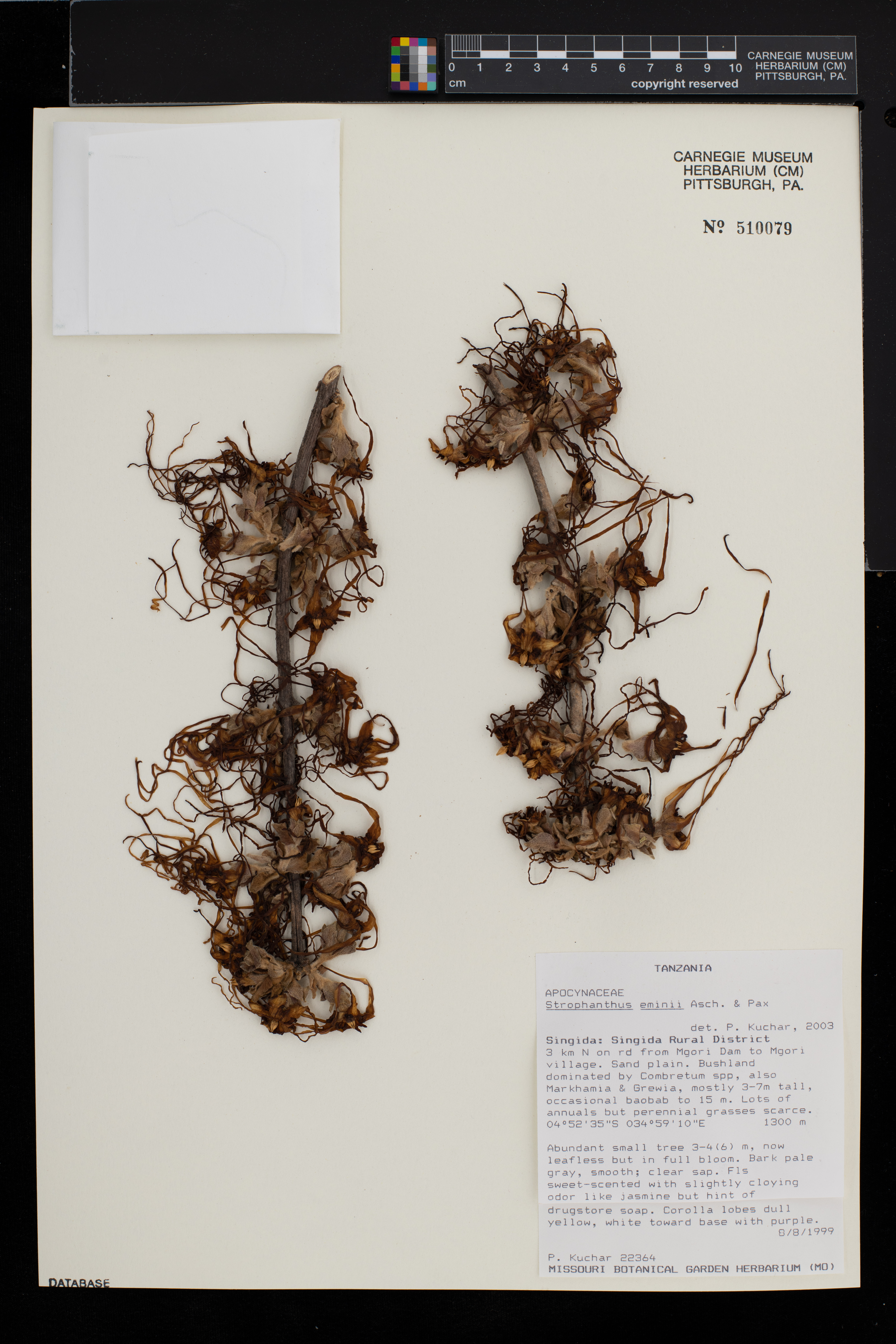 Strophanthus eminii image