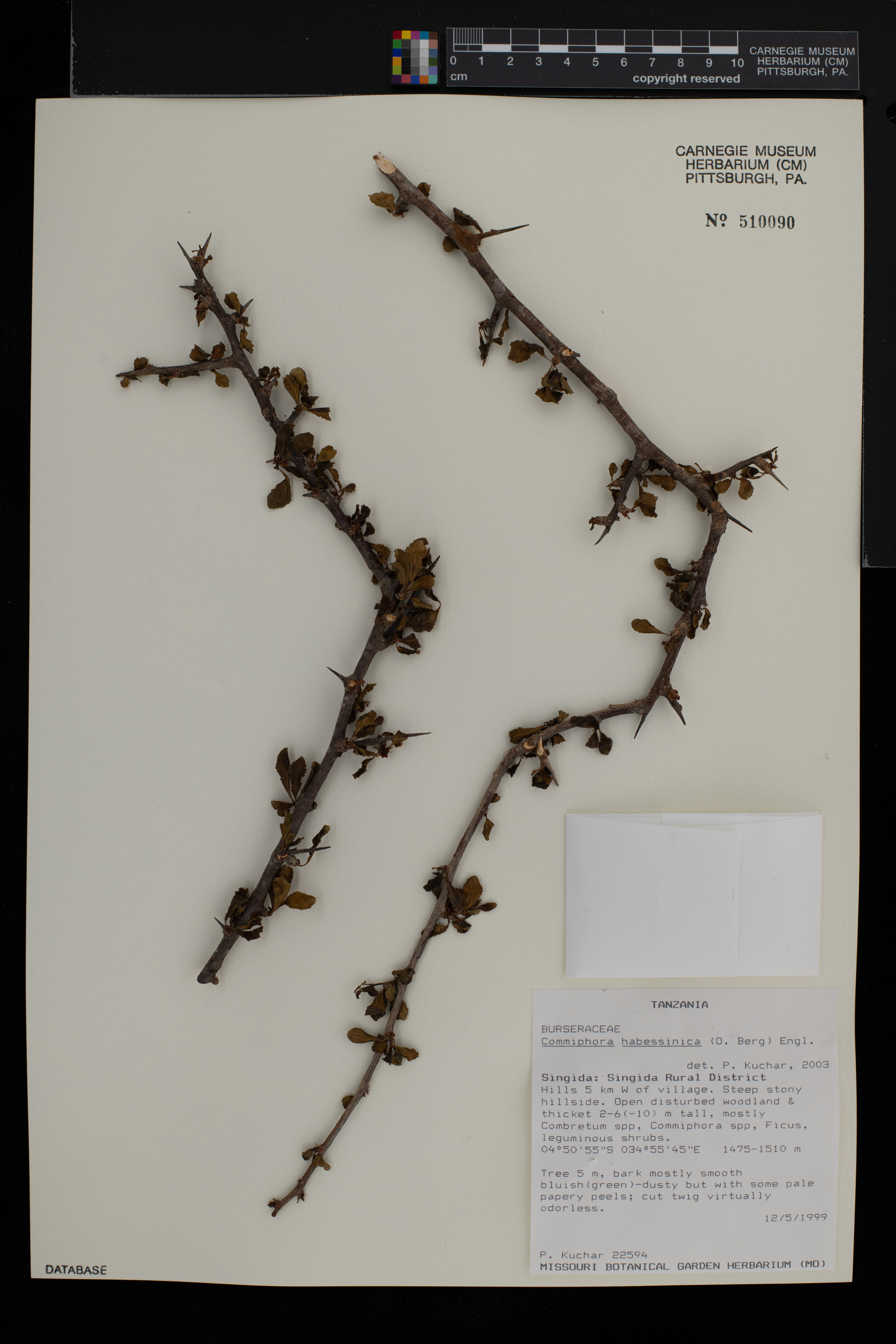 Commiphora habessinica image