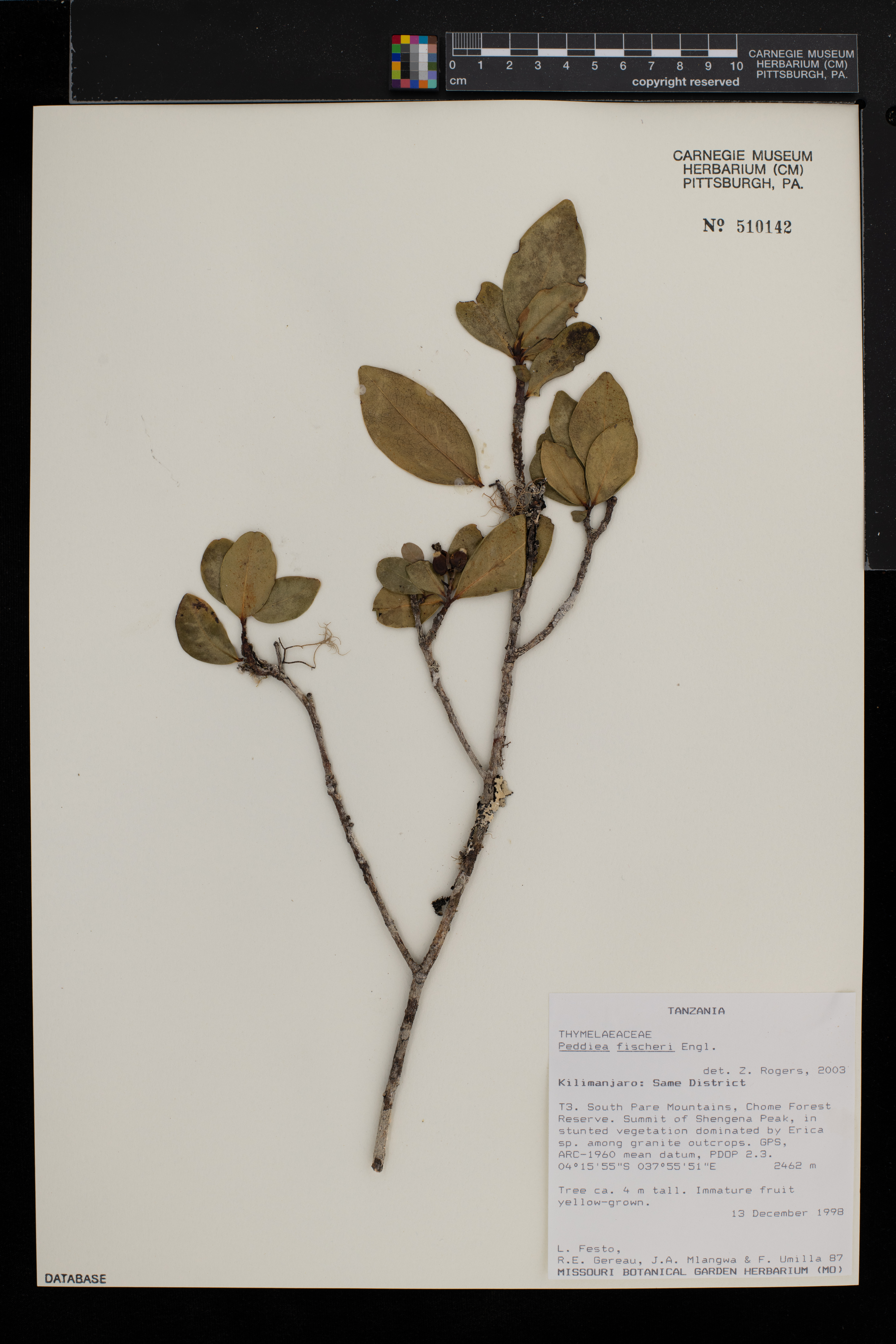 Peddiea image